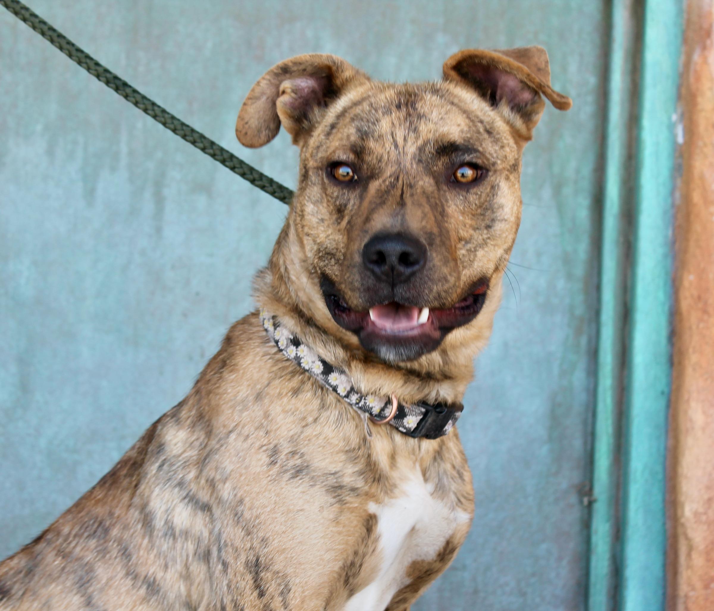 Amigo, a ADOPTABLE mixed breed in Albuquerque, NM image 6/6