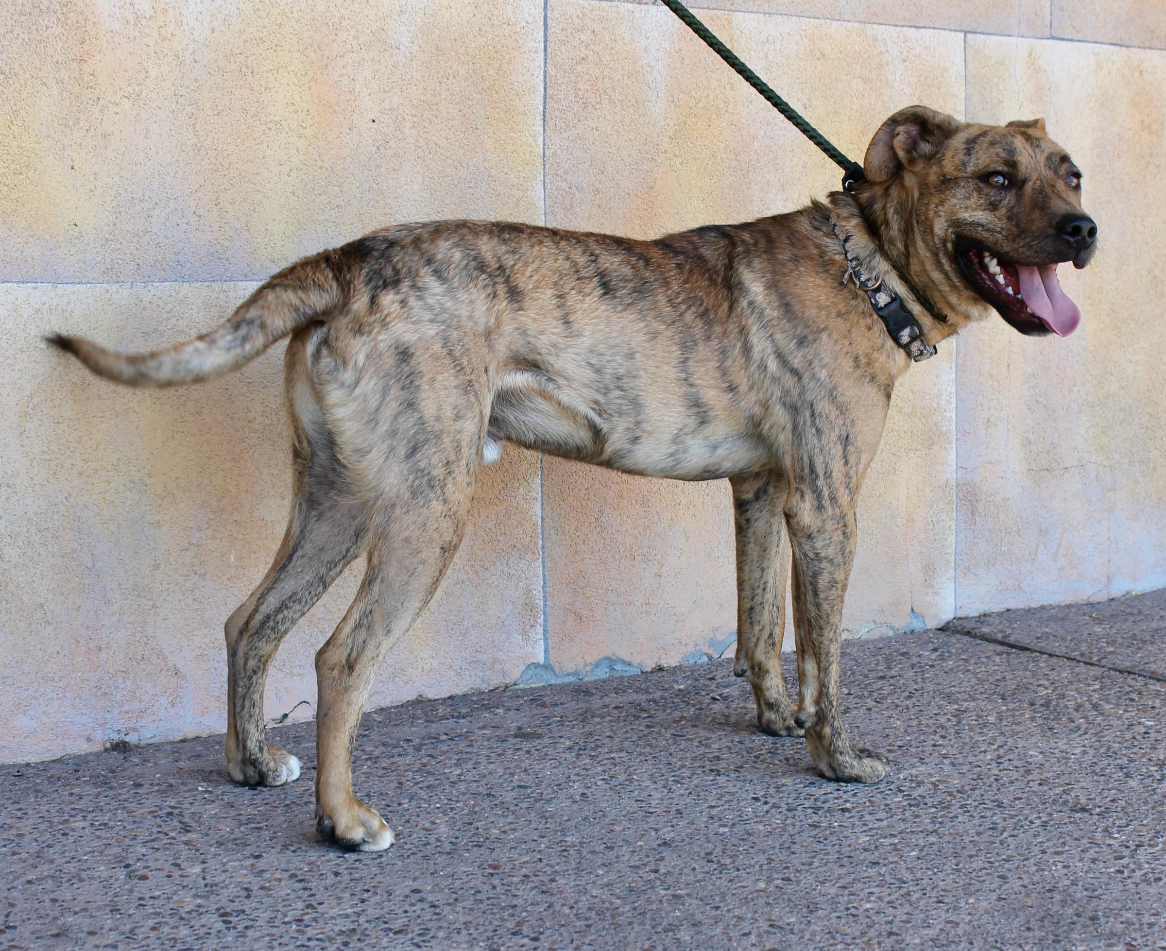 Amigo, a ADOPTABLE mixed breed in Albuquerque, NM image 3/6