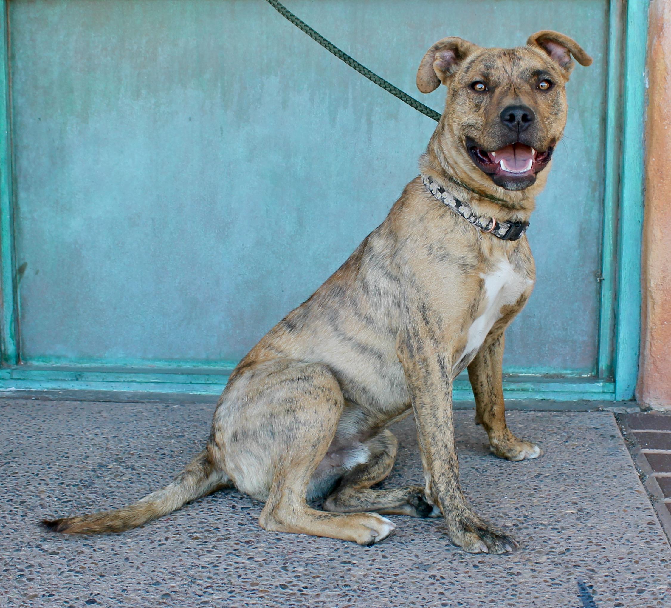Amigo, a ADOPTABLE mixed breed in Albuquerque, NM image 2/6