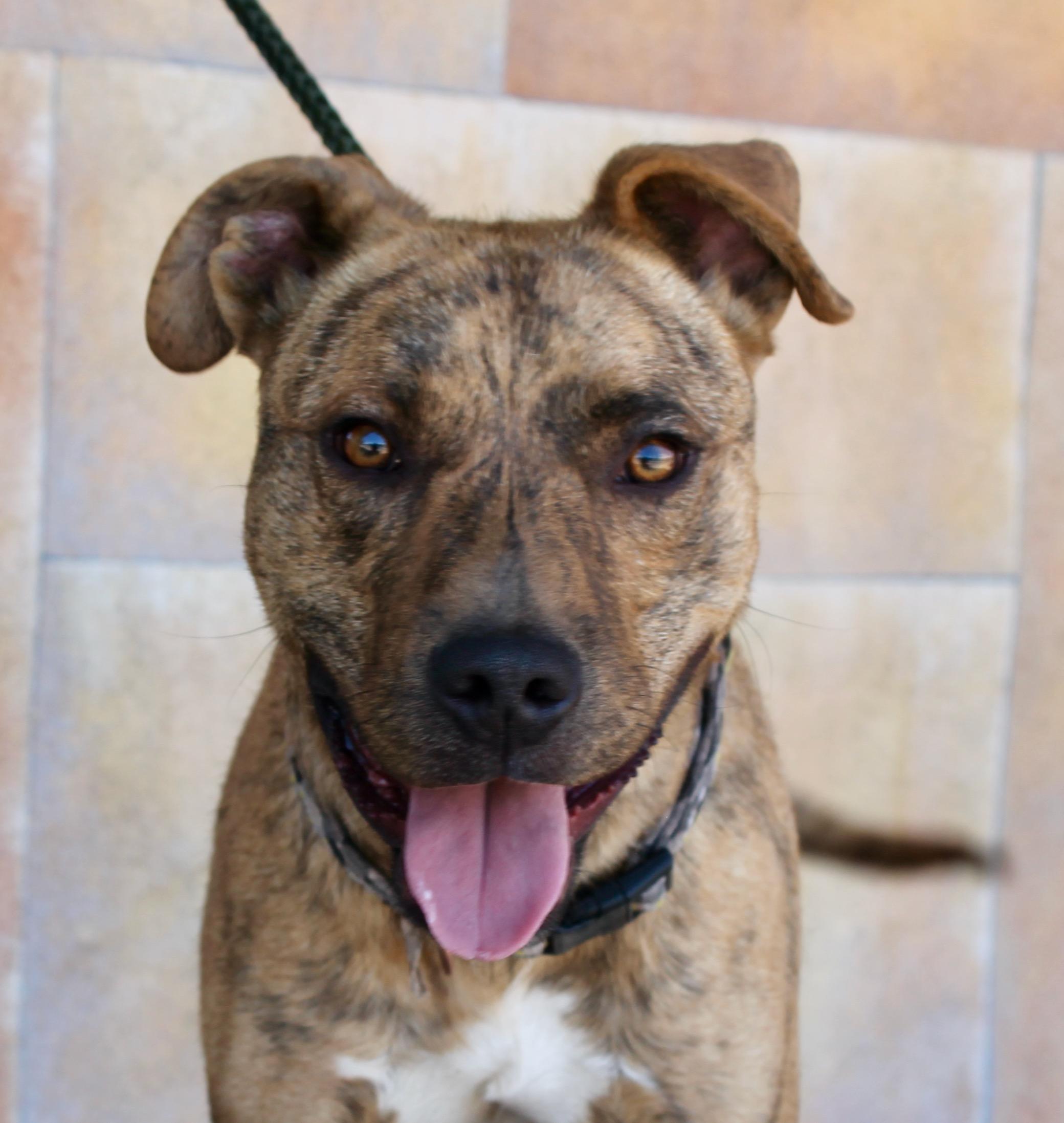 Amigo, a ADOPTABLE mixed breed in Albuquerque, NM image 4/6