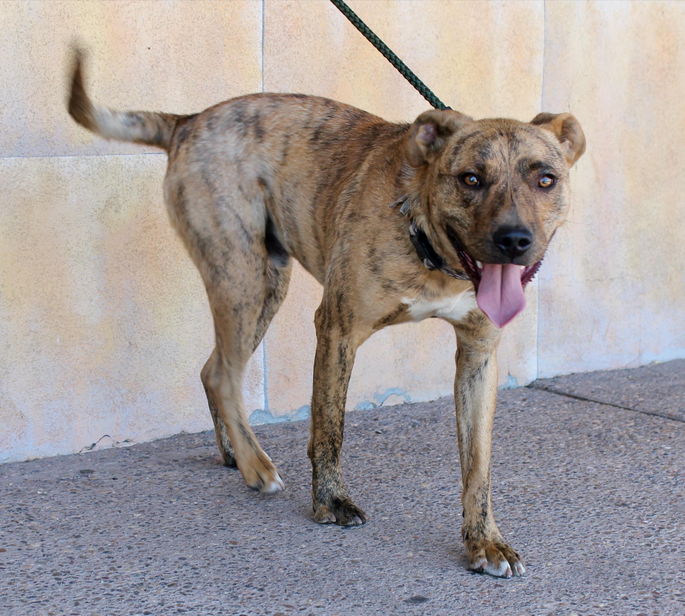 Amigo, a ADOPTABLE mixed breed in Albuquerque, NM image 5/6