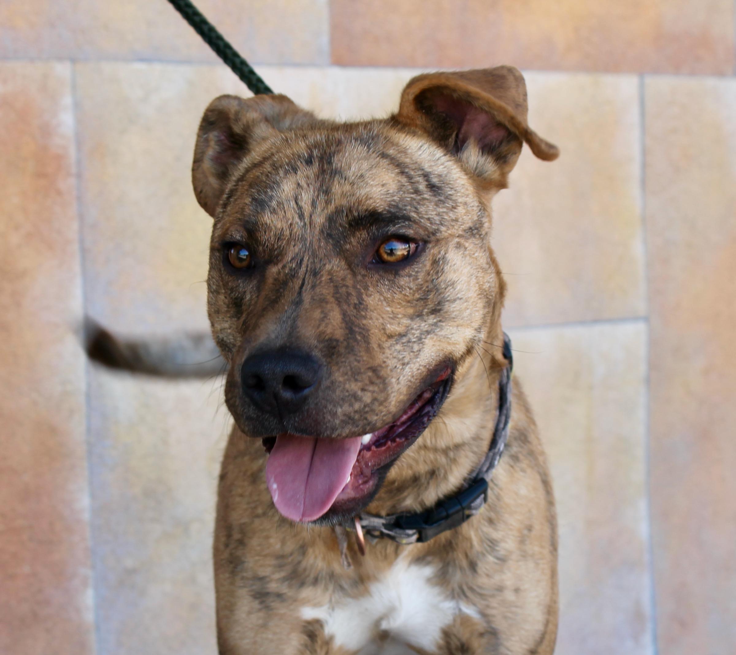Amigo, ADOPTABLE, Young Male American Staffordshire Terrier.