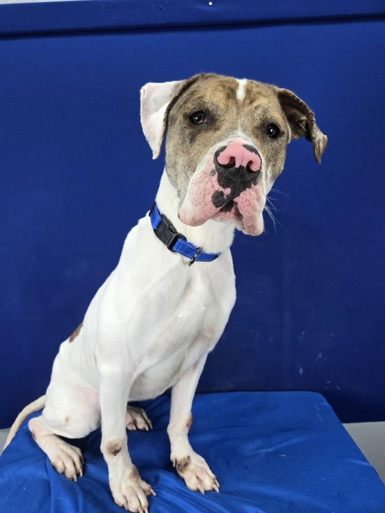 Pablo, a Adoptable mixed breed in Ruston, LA image 1/4