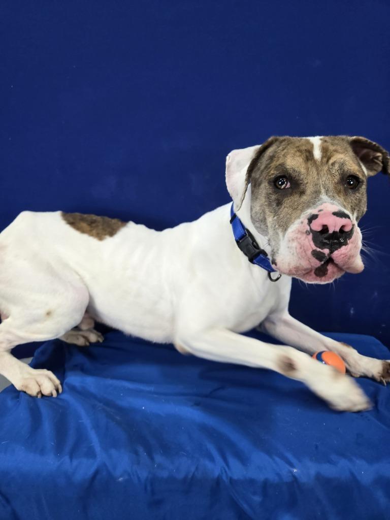 Pablo, a Adoptable mixed breed in Ruston, LA image 2/4