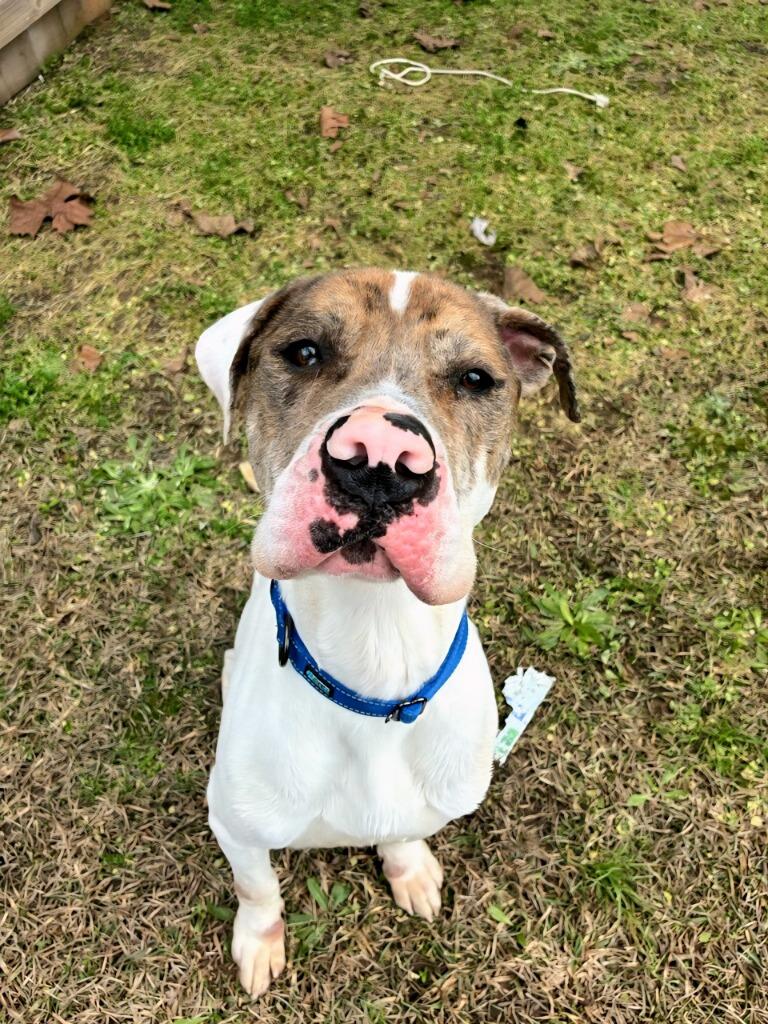 Pablo, a Adoptable mixed breed in Ruston, LA image 3/4