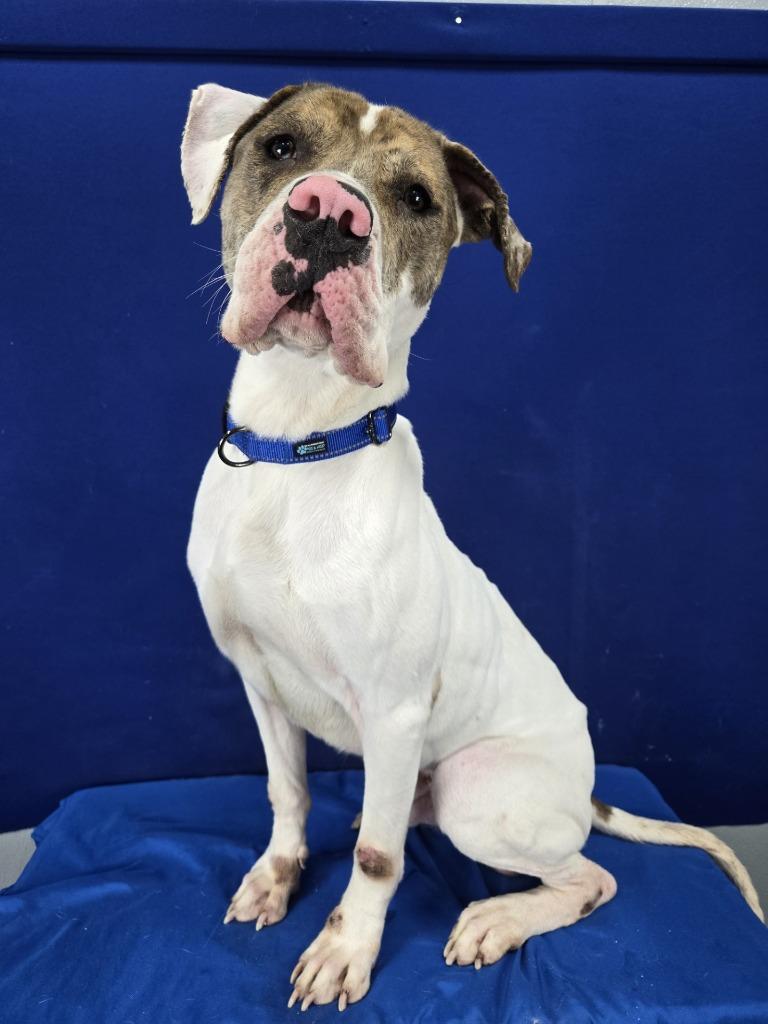 Pablo, a Adoptable mixed breed in Ruston, LA image 4/4