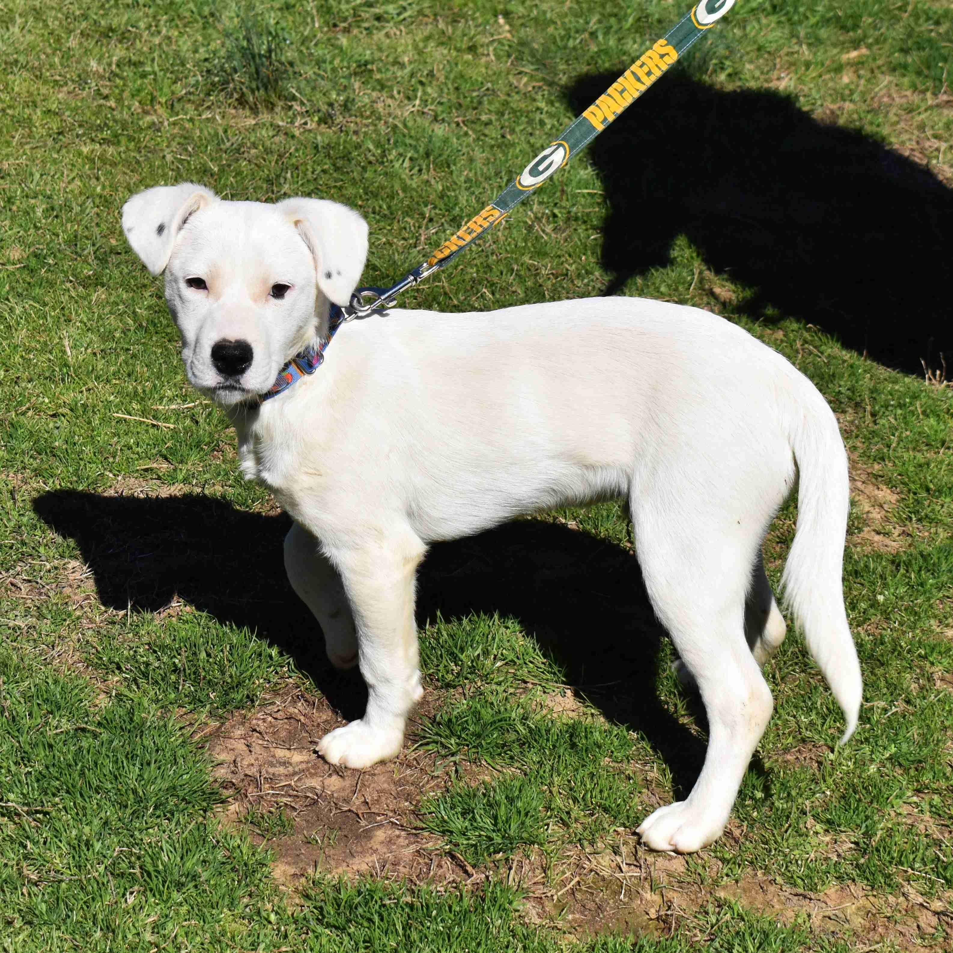 Samsung, a ADOPTABLE Mixed Breed in Searcy, AR image 3/6