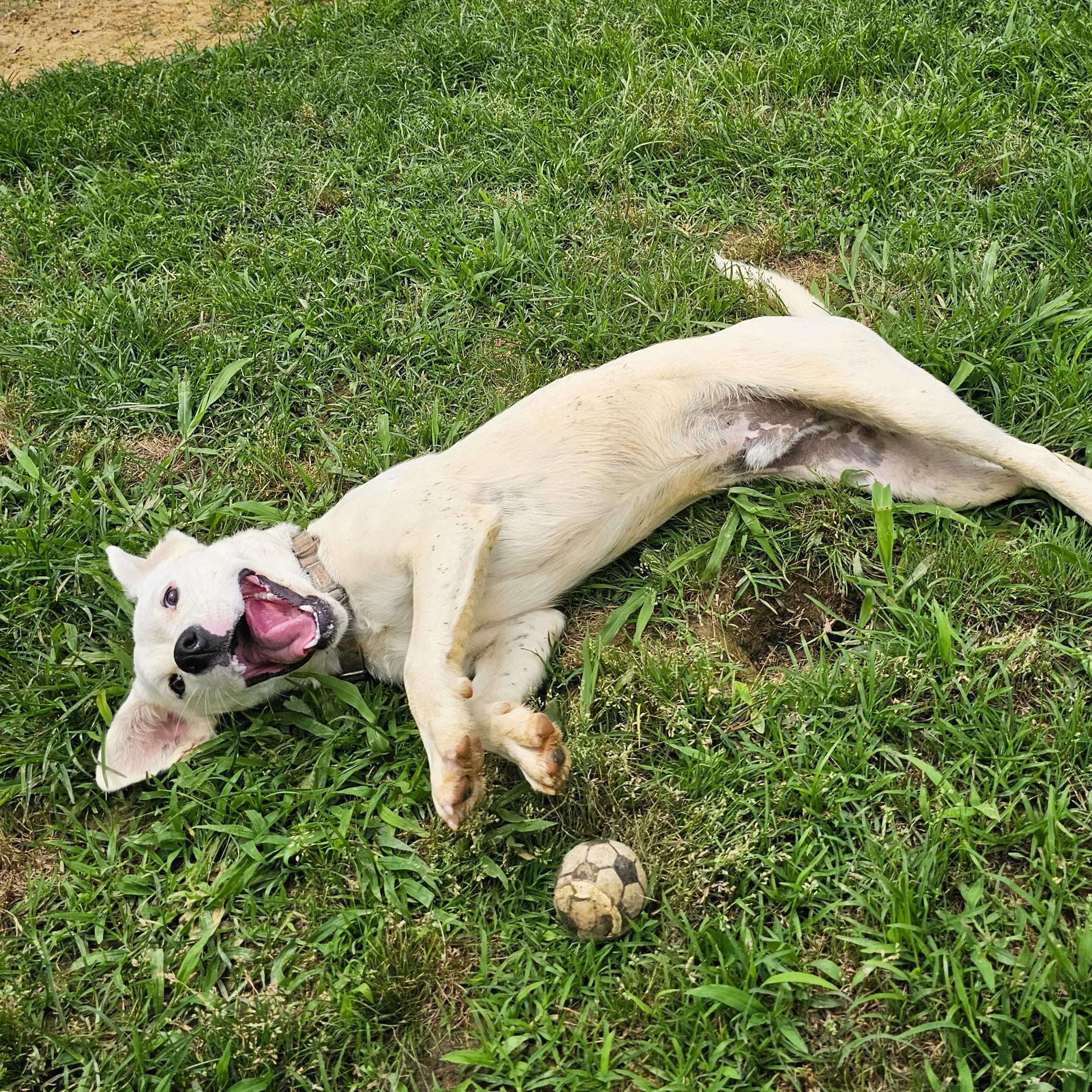 Samsung, a ADOPTABLE Mixed Breed in Searcy, AR image 2/6