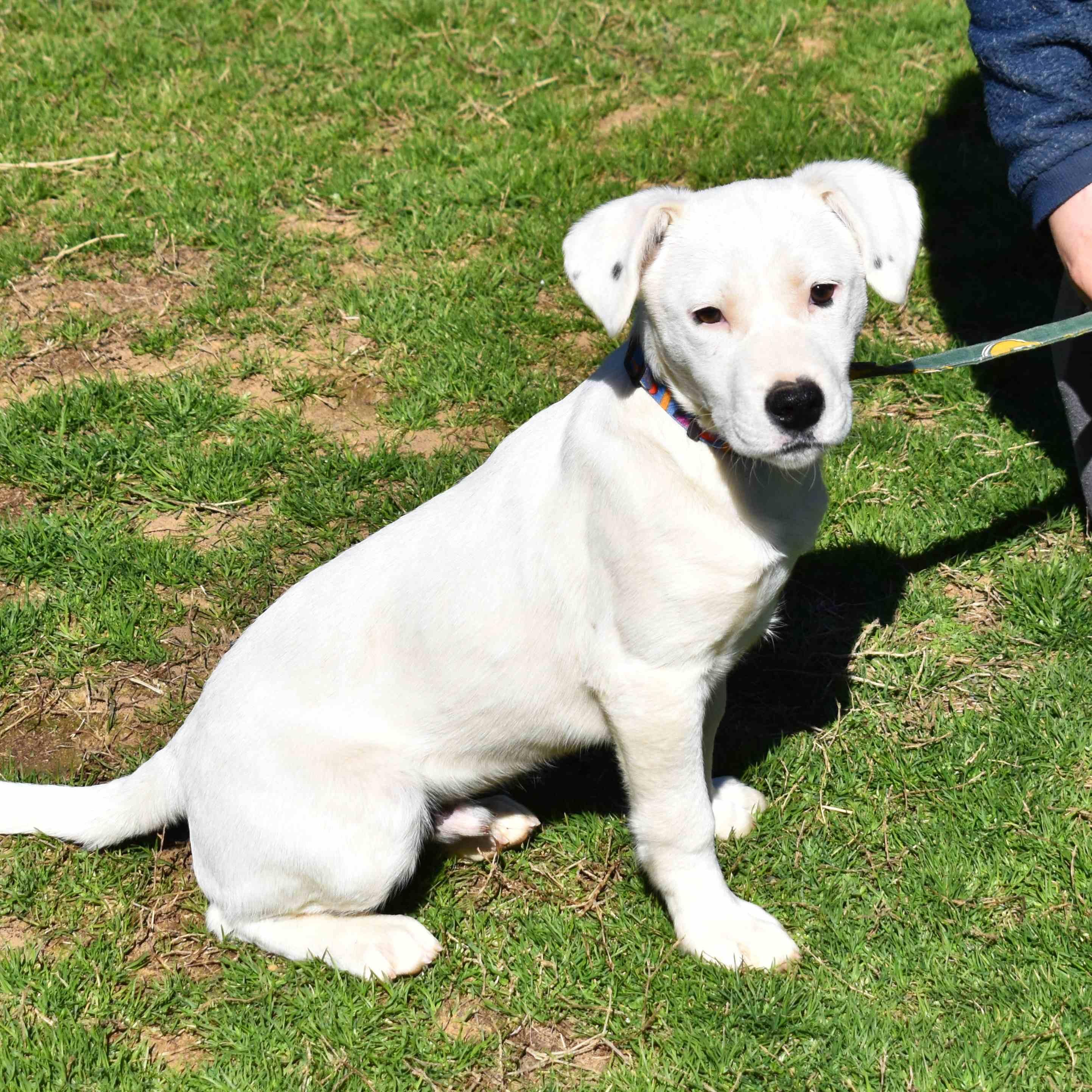 Samsung, a ADOPTABLE Mixed Breed in Searcy, AR image 5/6