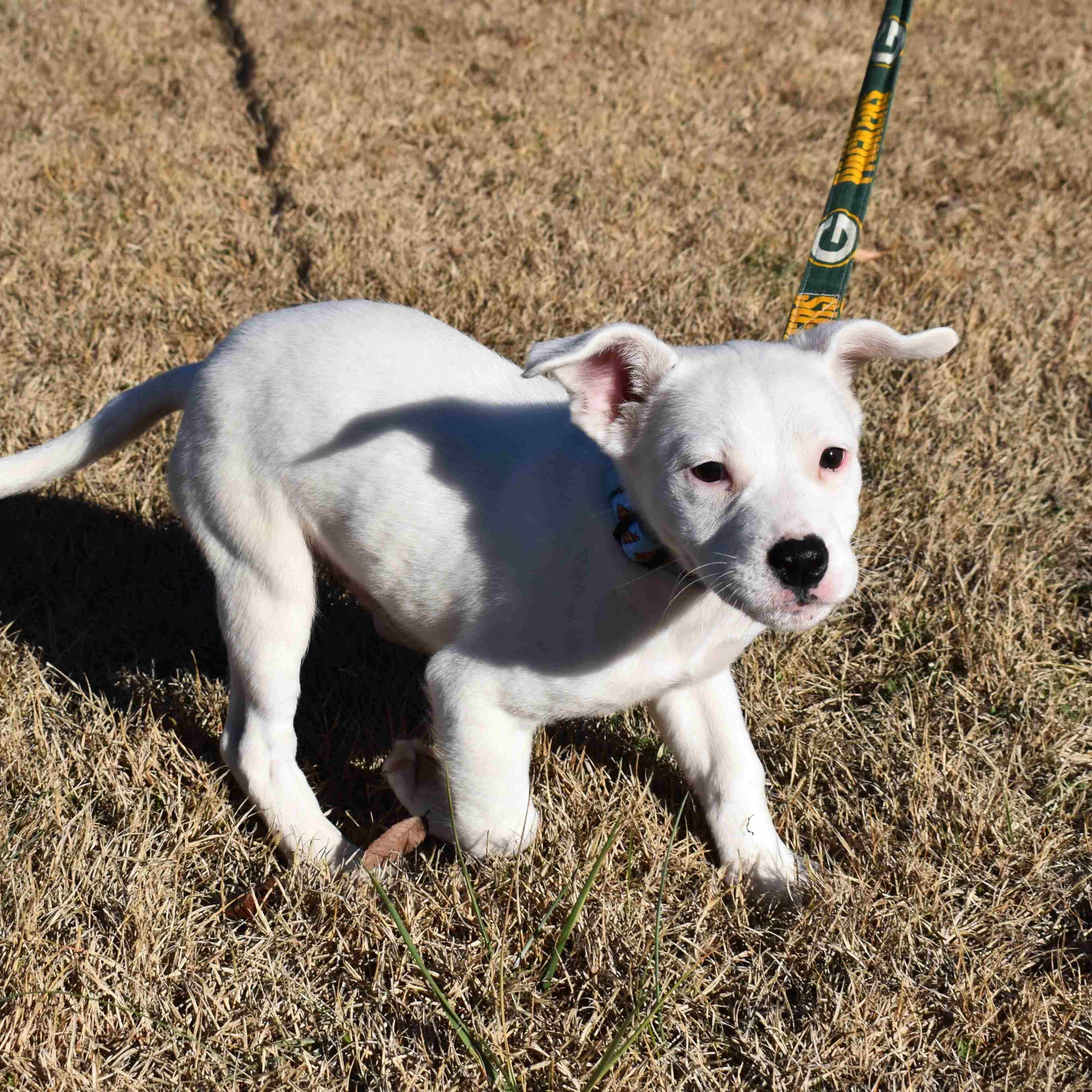 Enlarge Samsung, a ADOPTABLE Mixed Breed in Searcy, AR image 3/6