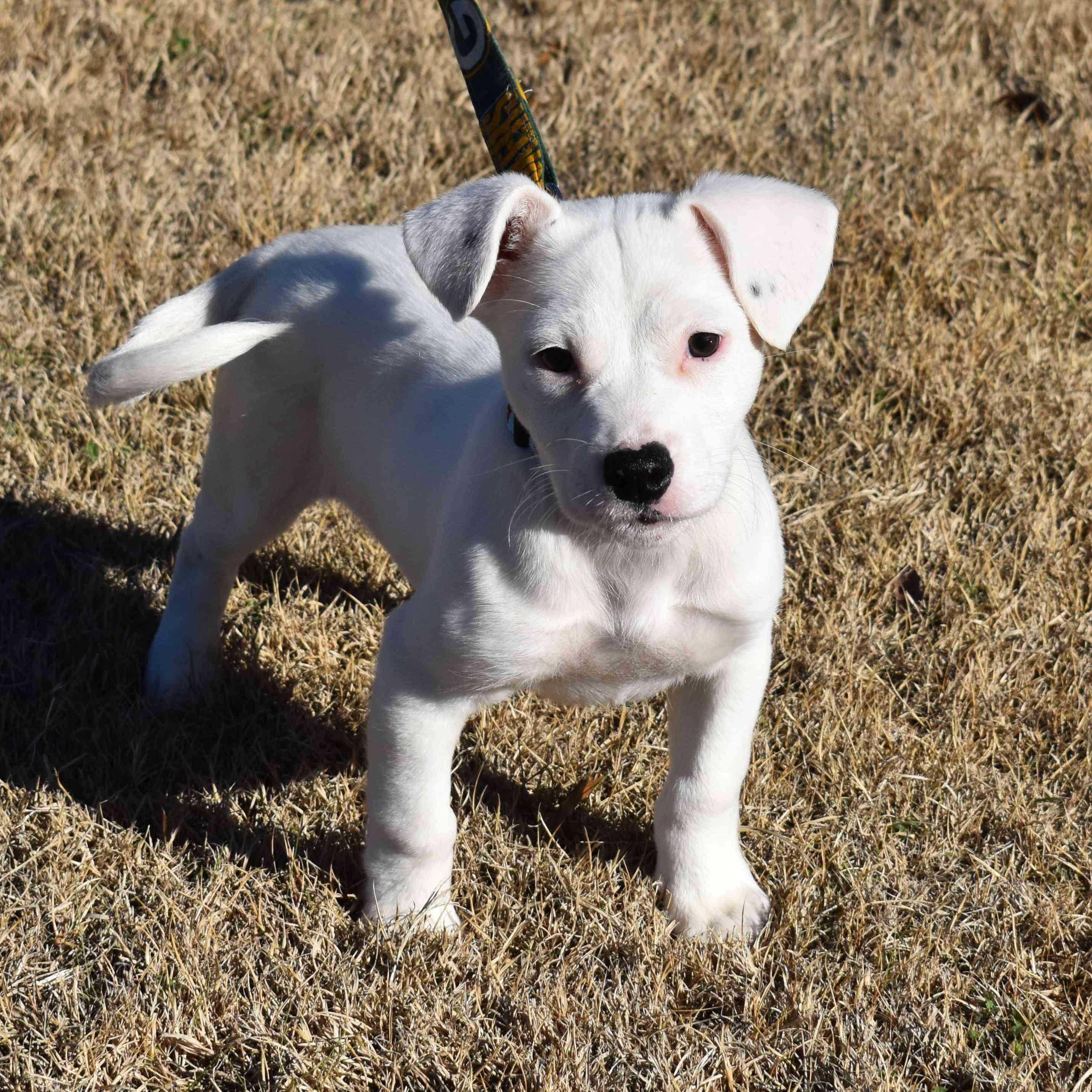 Enlarge Samsung, a ADOPTABLE Mixed Breed in Searcy, AR image 2/6