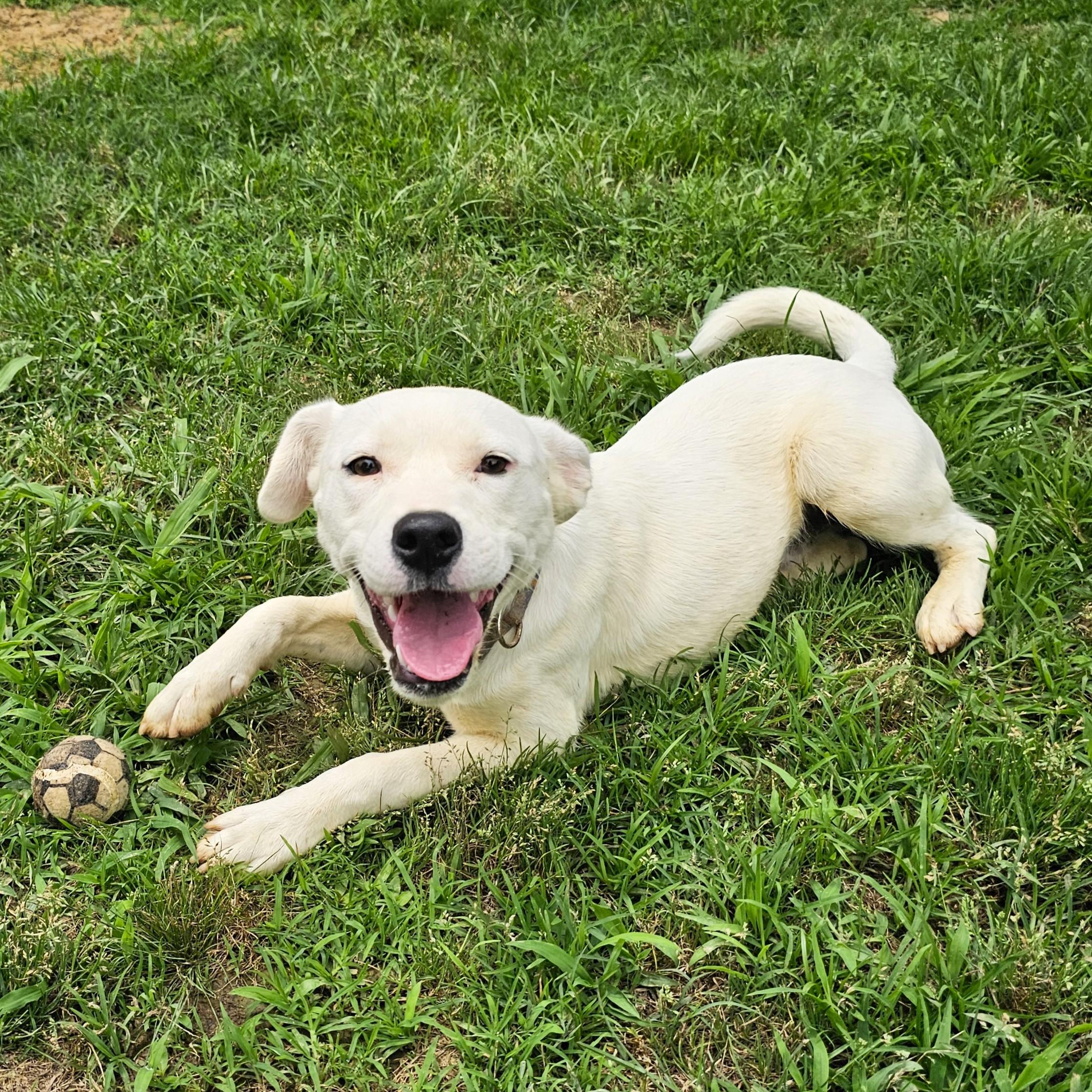 Samsung, a ADOPTABLE Mixed Breed in Searcy, AR image 5/6