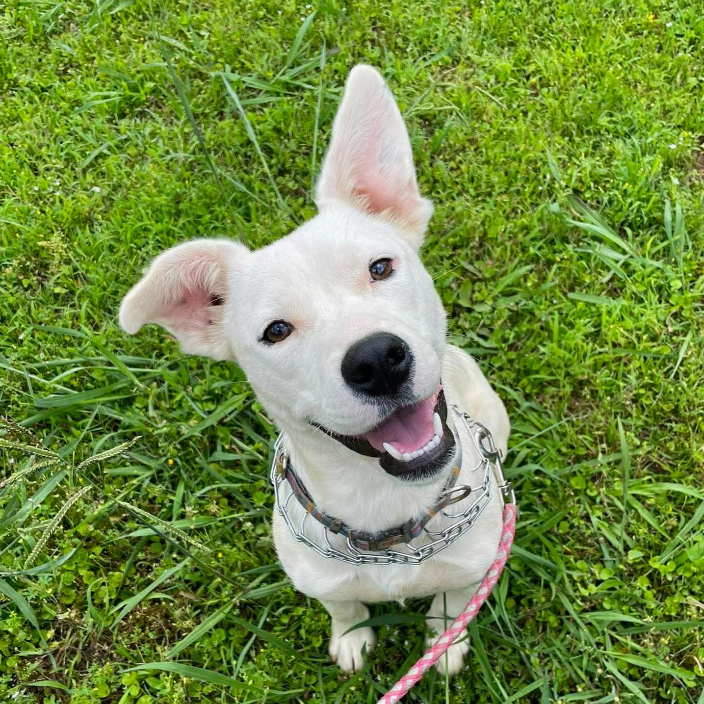 Samsung, ADOPTABLE, Puppy Male Mixed Breed.