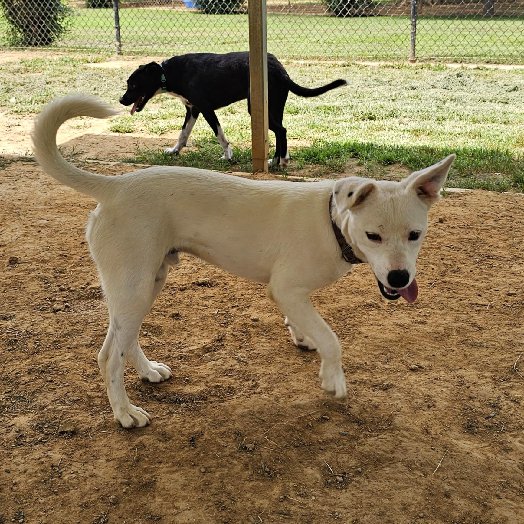 Samsung, a ADOPTABLE Mixed Breed in Searcy, AR image 6/6