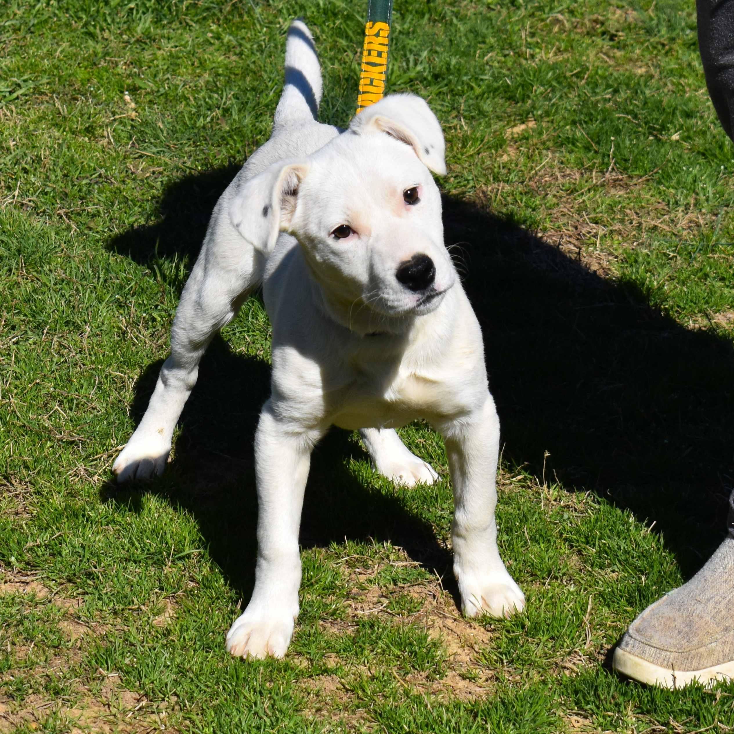 Samsung, a ADOPTABLE Mixed Breed in Searcy, AR image 2/6