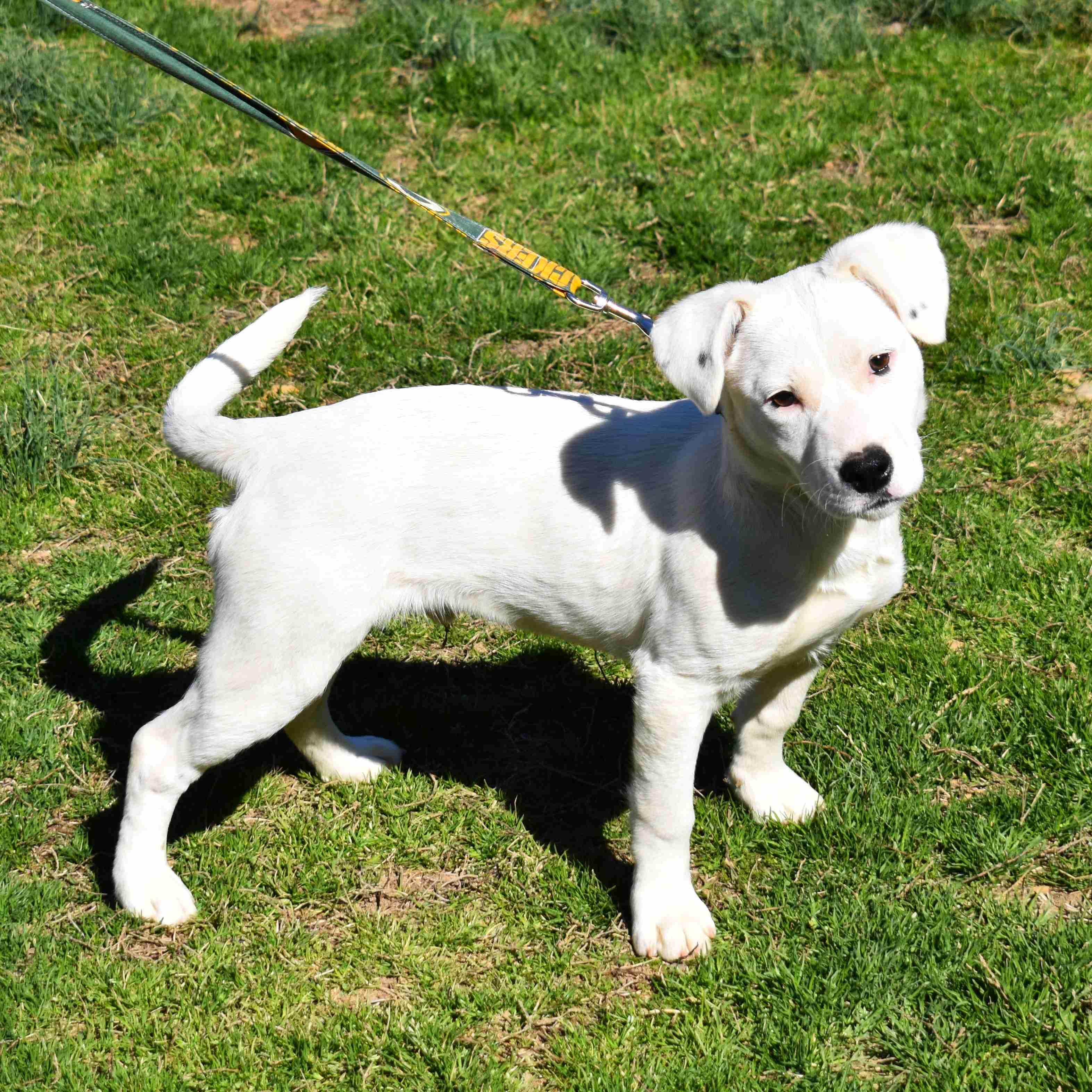 Samsung, a ADOPTABLE Mixed Breed in Searcy, AR image 4/6