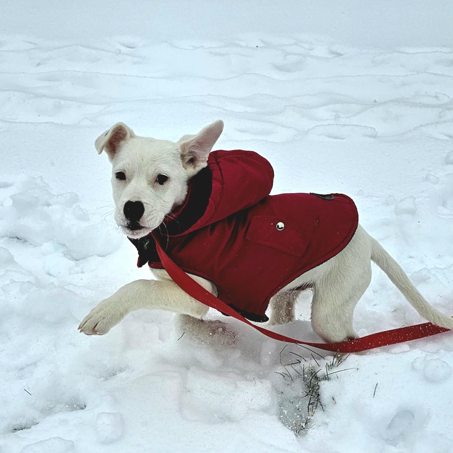 Enlarge Samsung, a ADOPTABLE Mixed Breed in Searcy, AR image 5/6