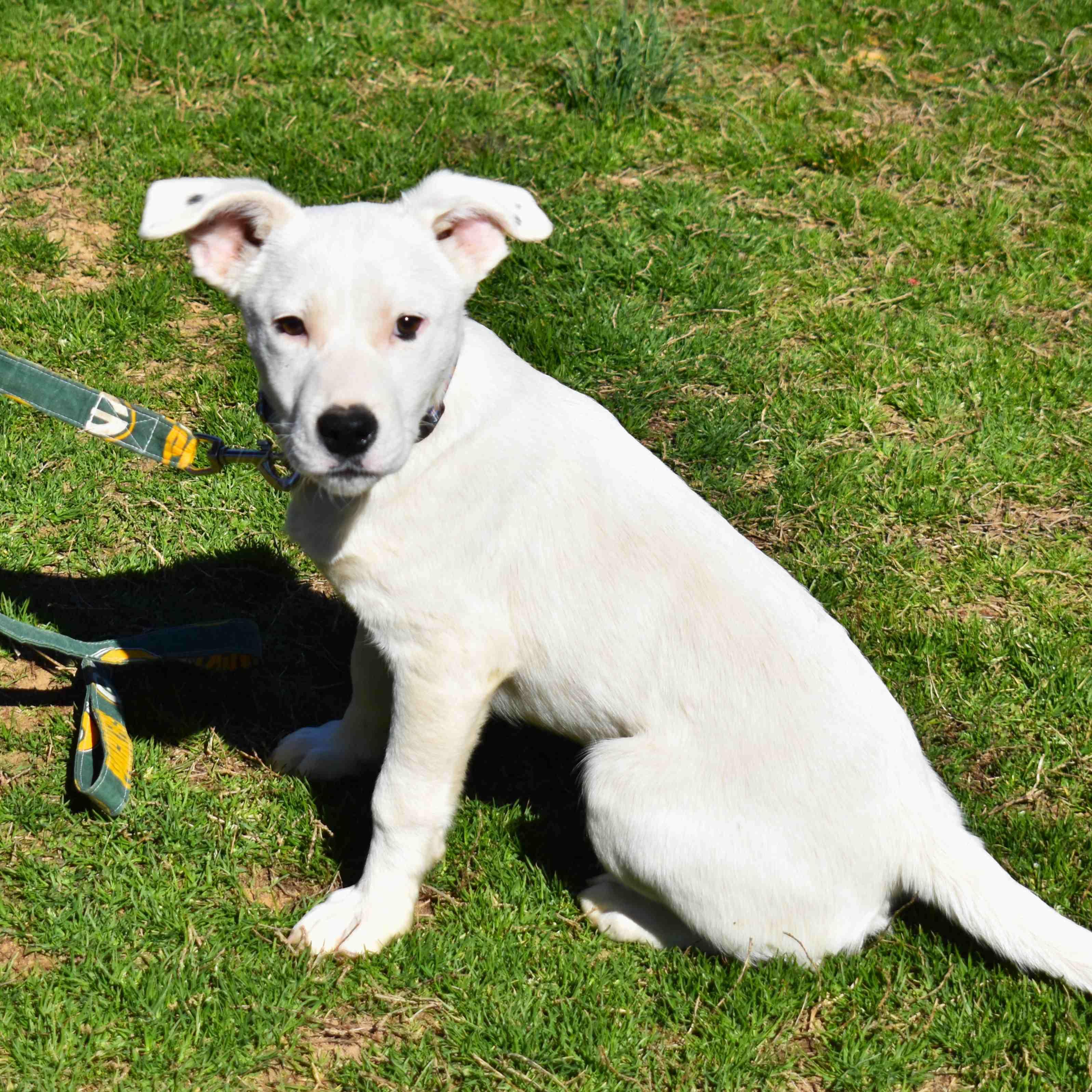 Samsung, a ADOPTABLE Mixed Breed in Searcy, AR image 6/6