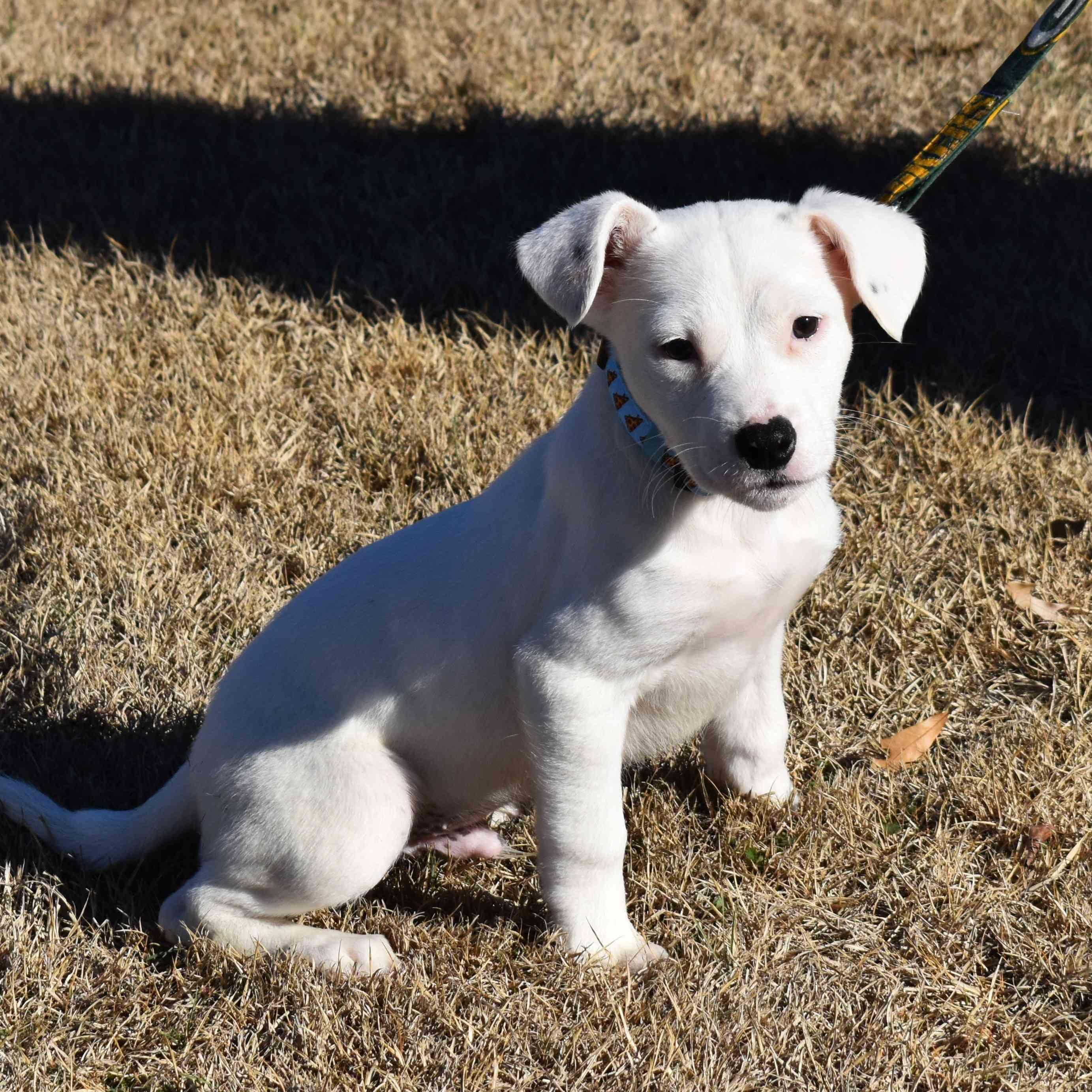 Enlarge Samsung, a ADOPTABLE Mixed Breed in Searcy, AR image 6/6