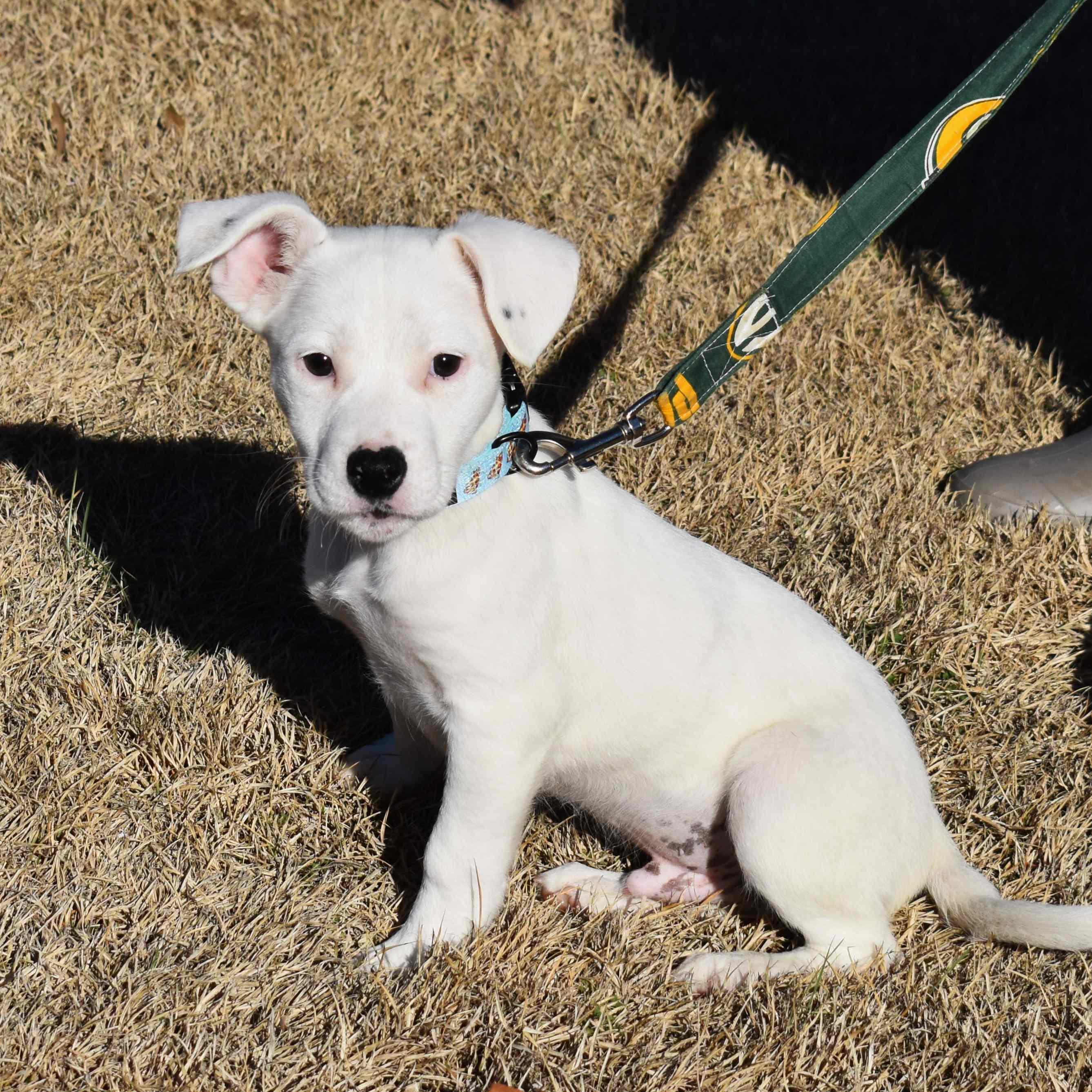 Enlarge Samsung, a ADOPTABLE Mixed Breed in Searcy, AR image 1/6