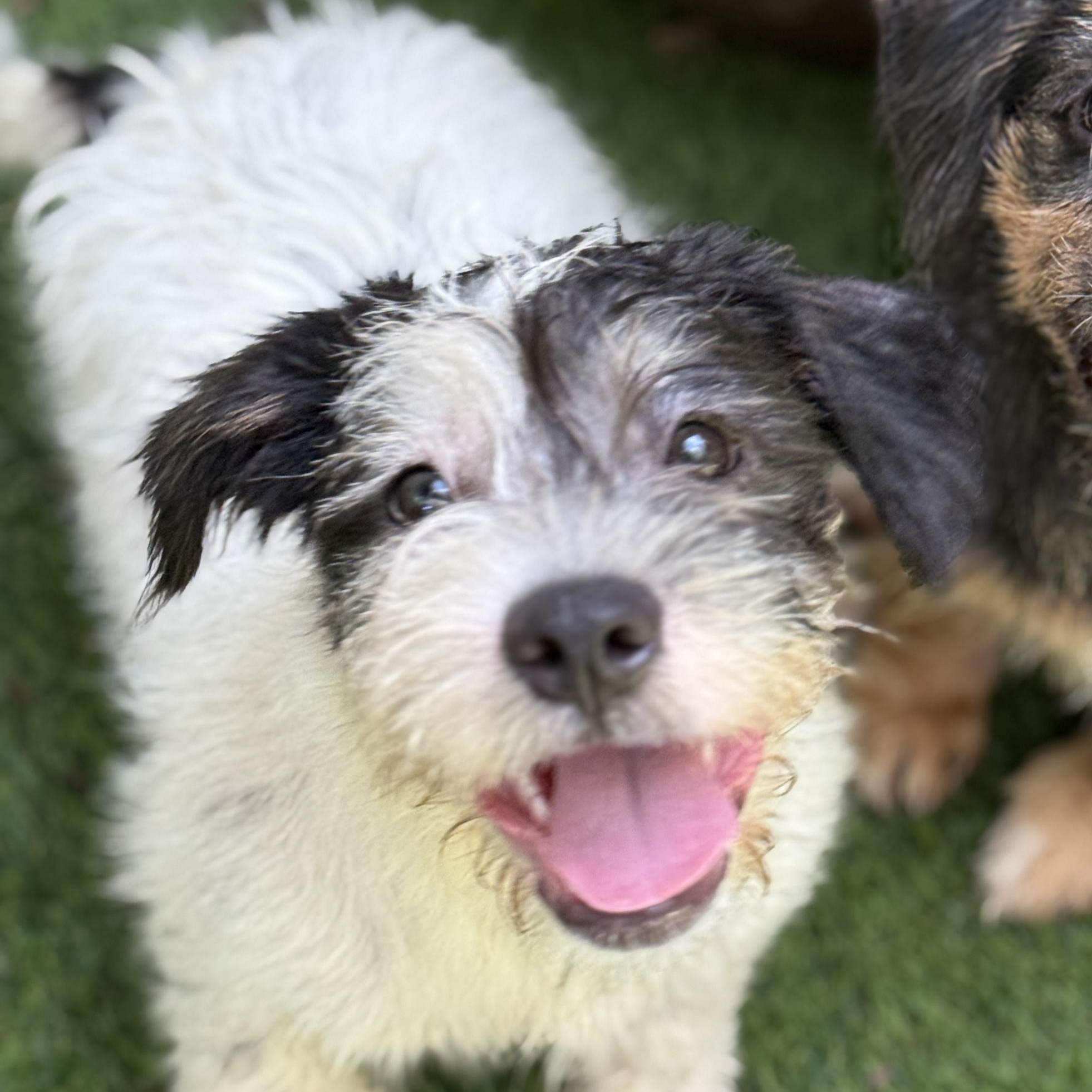 Tommy, a Adoptable mixed breed in Deltona, FL image 2/4
