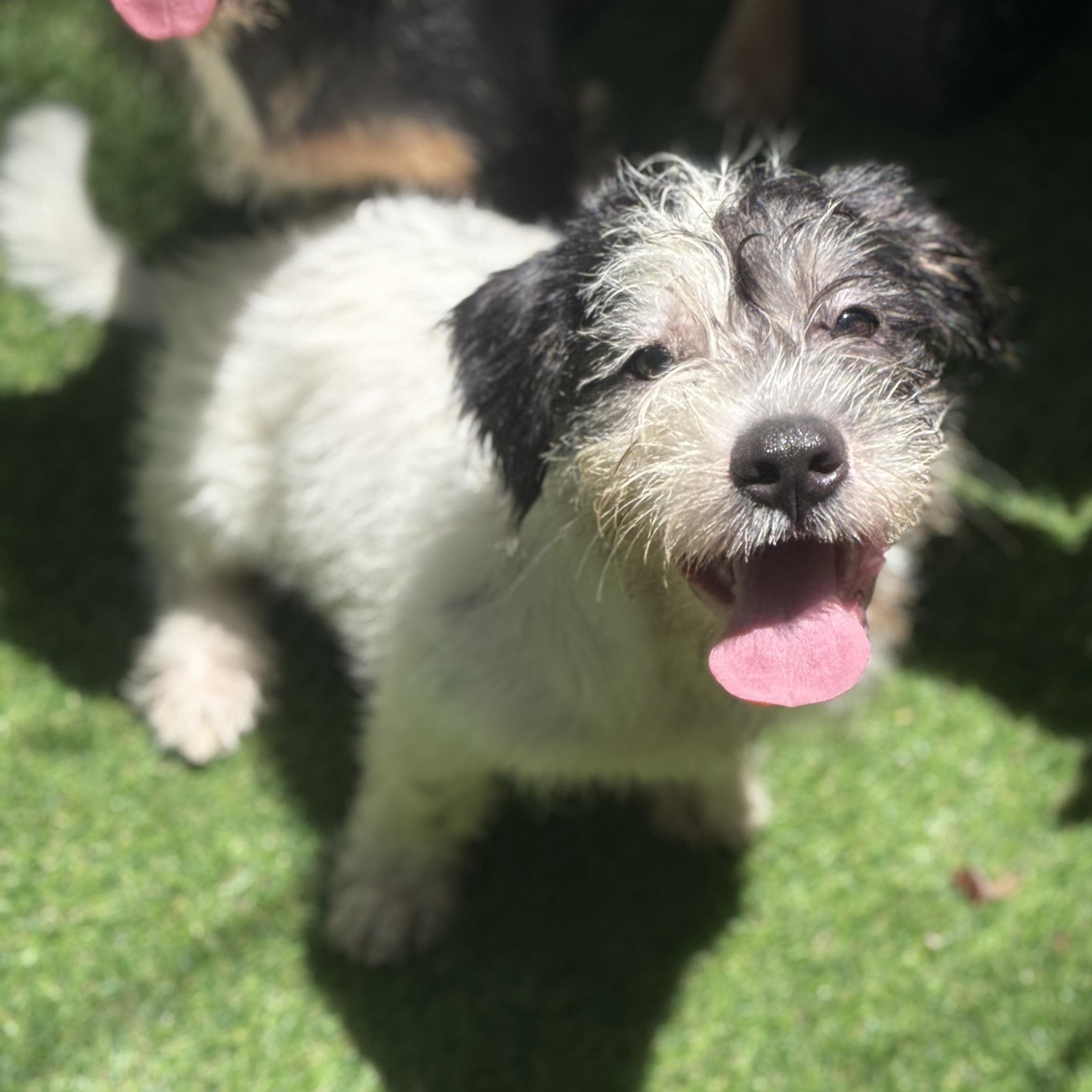 Tommy, a Adoptable mixed breed in Deltona, FL image 3/4