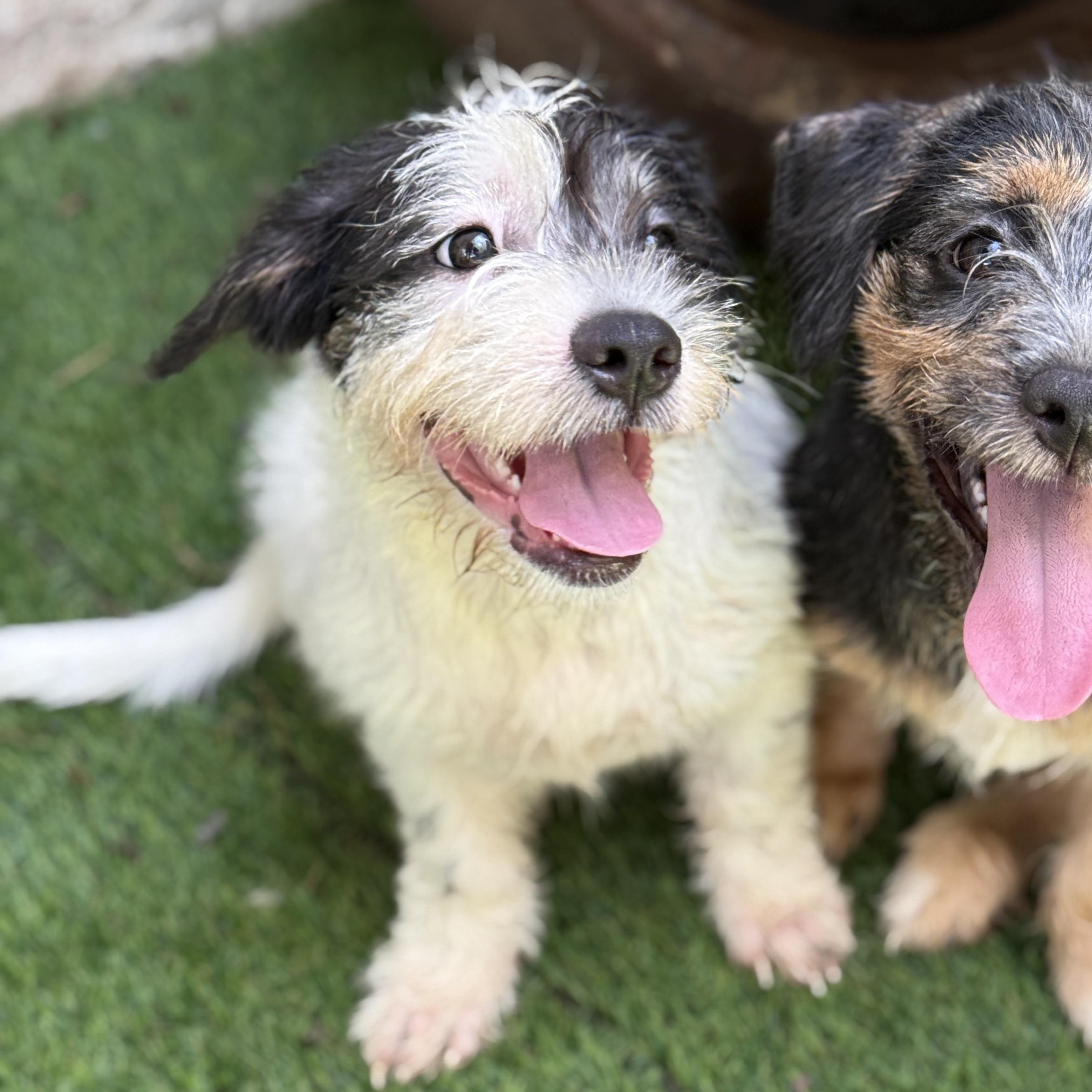Tommy, a Adoptable mixed breed in Deltona, FL image 4/4