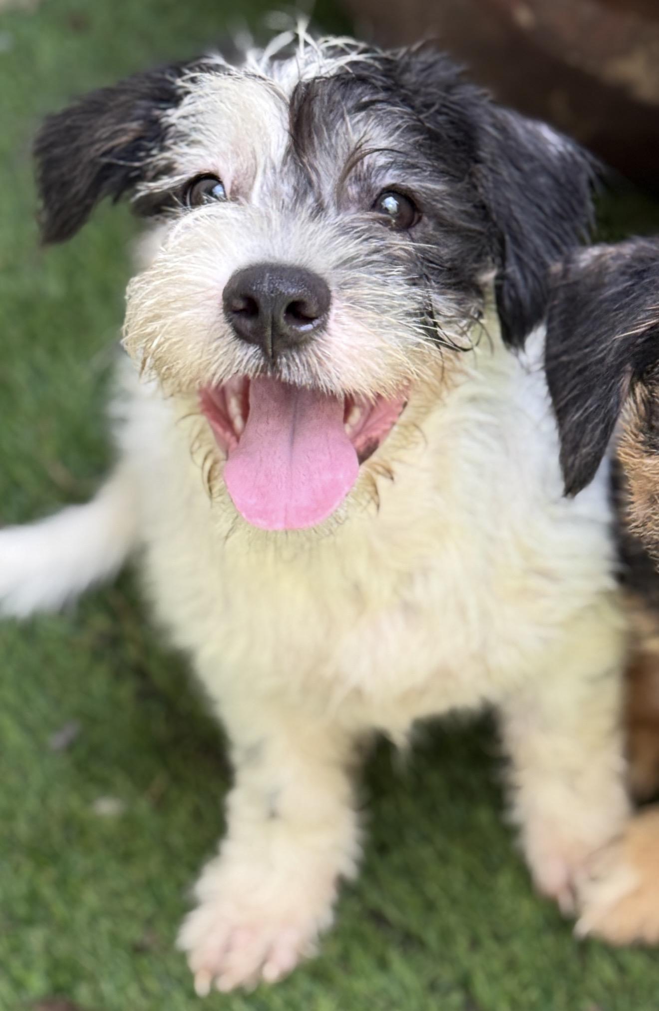 Tommy, Adoptable, Puppy Female Shih Tzu & Dalmatian.