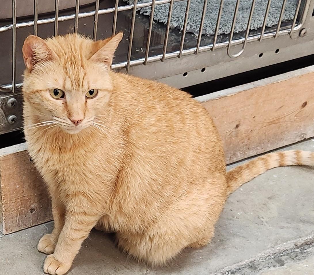 Enlarge Jinxie, an adopted Domestic Short Hair in San Antonio, TX image 1/1
