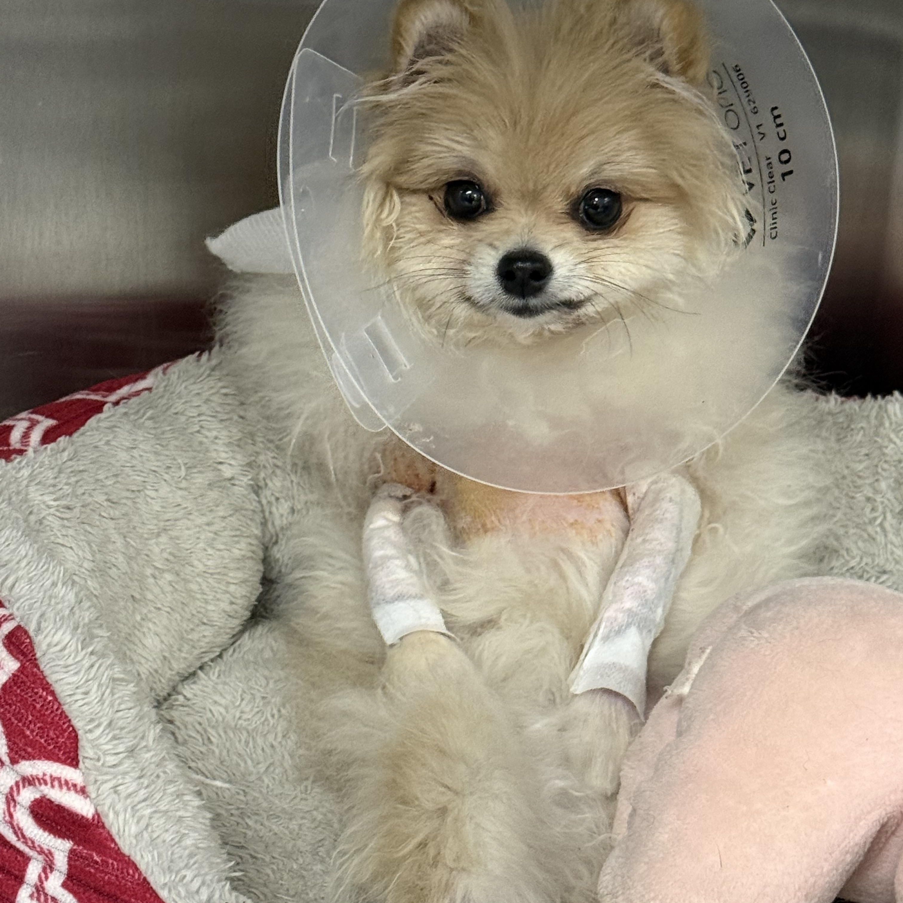 Enlarge Gia, an adopted Pomeranian in Littleton, CO image 3/3