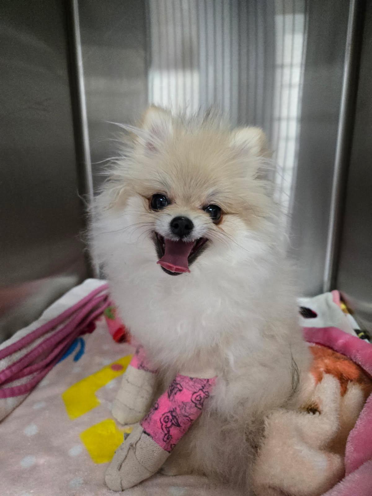 Gia, adopted, Young Female Pomeranian.