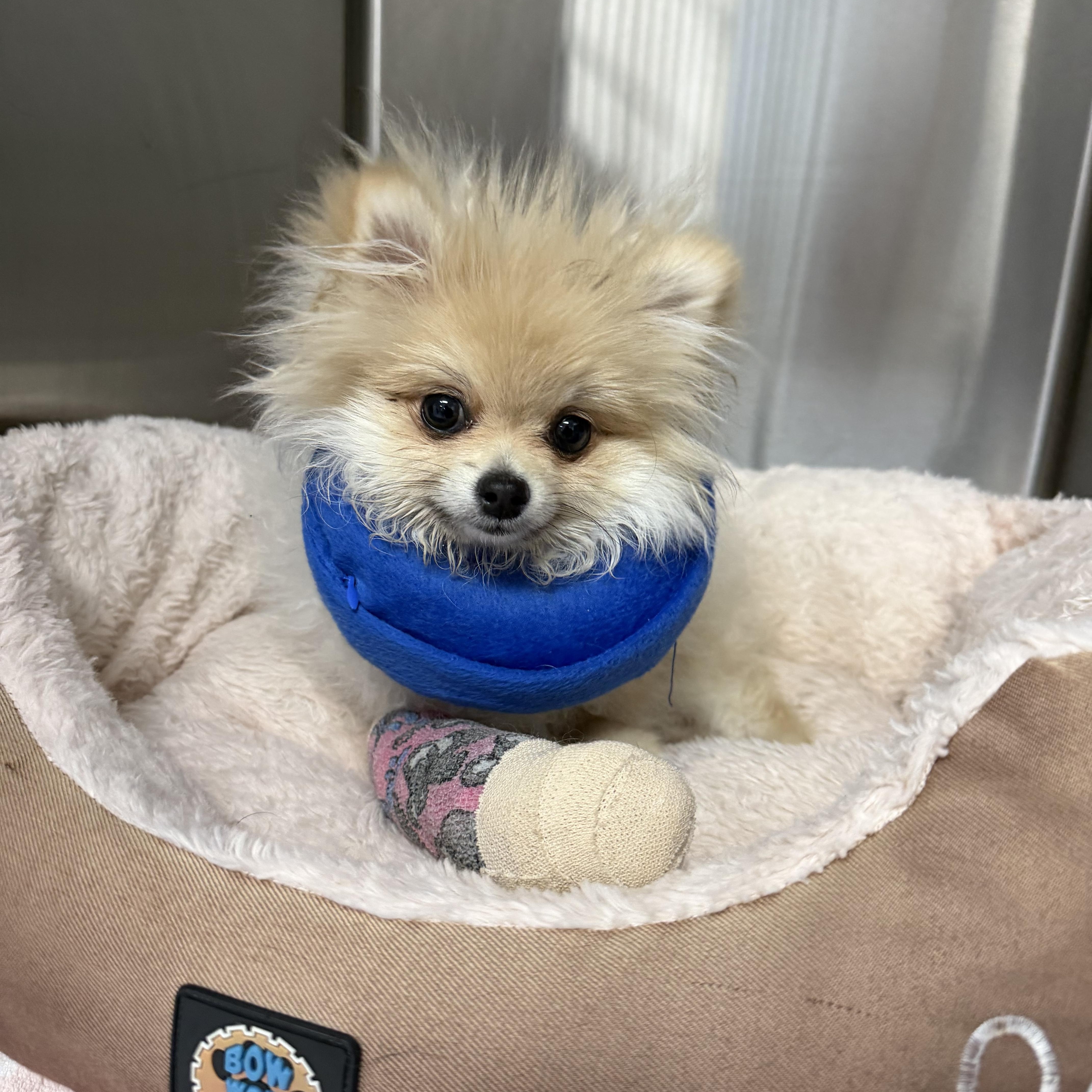 Enlarge Gia, an adopted Pomeranian in Littleton, CO image 2/3