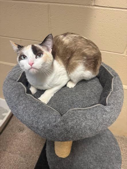 Harmony, ADOPTABLE, Adult Female Calico.