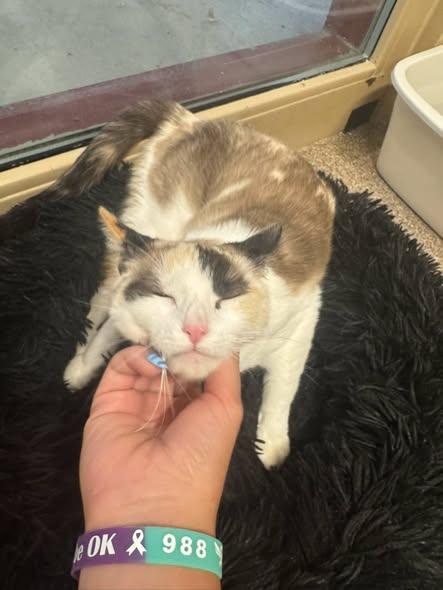 Enlarge Harmony, a ADOPTABLE Calico in Ivins, UT image 2/2