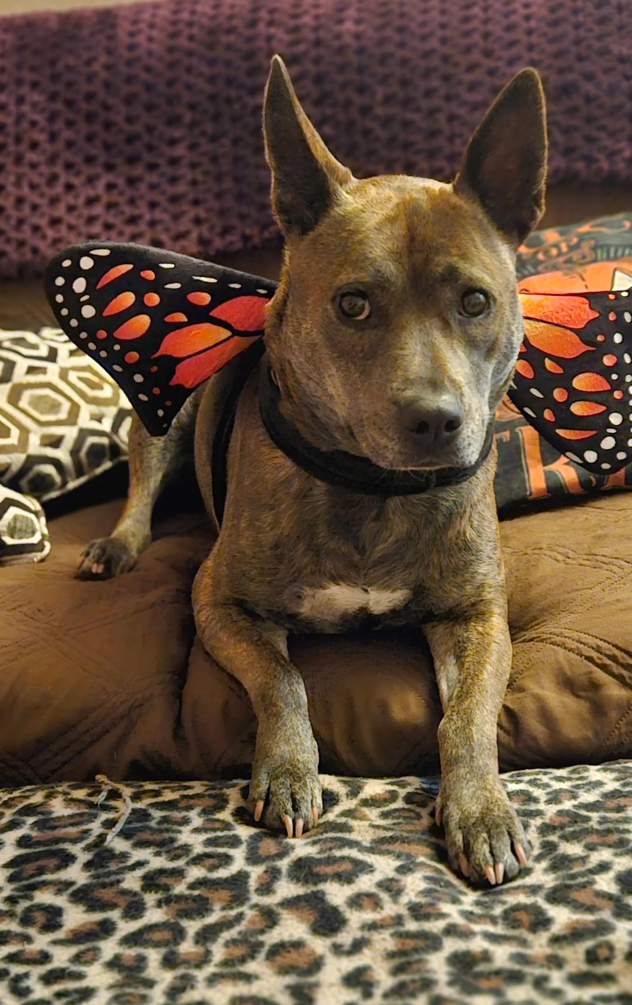 Enlarge Apple Great Hiking Buddy!  Loves the Outdoors! in Hamden CT, a Adoptable mixed breed in Danbury, CT image 1/3