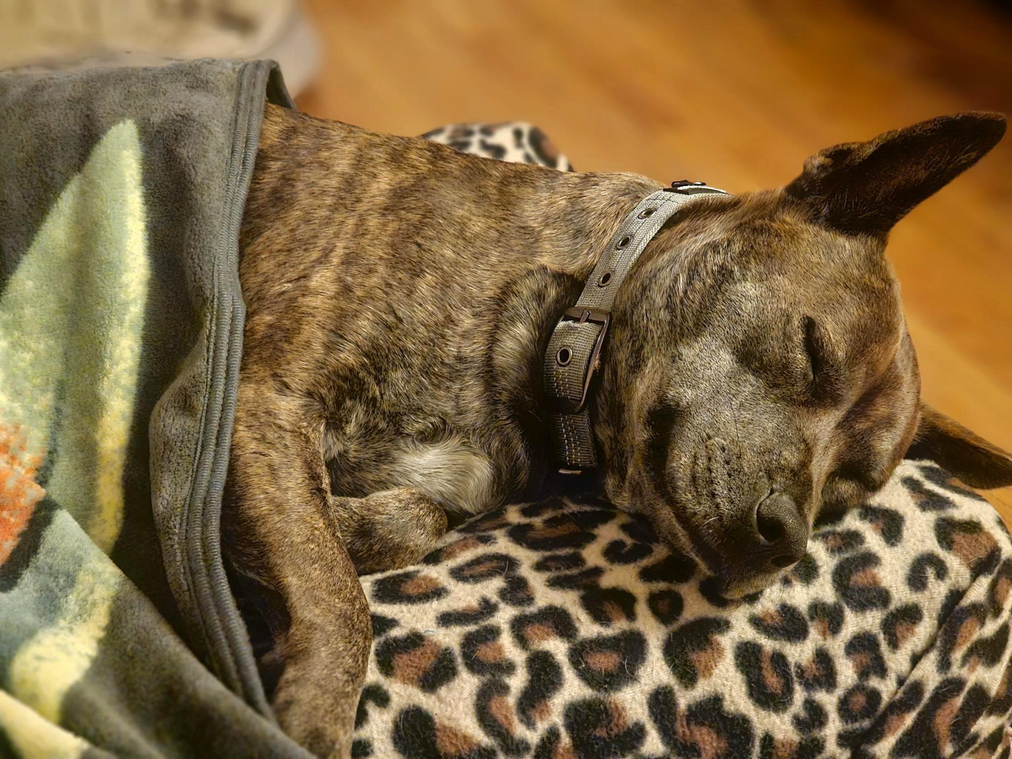 Enlarge Apple Great Hiking Buddy!  Loves the Outdoors! in Hamden CT, a Adoptable mixed breed in Danbury, CT image 2/3