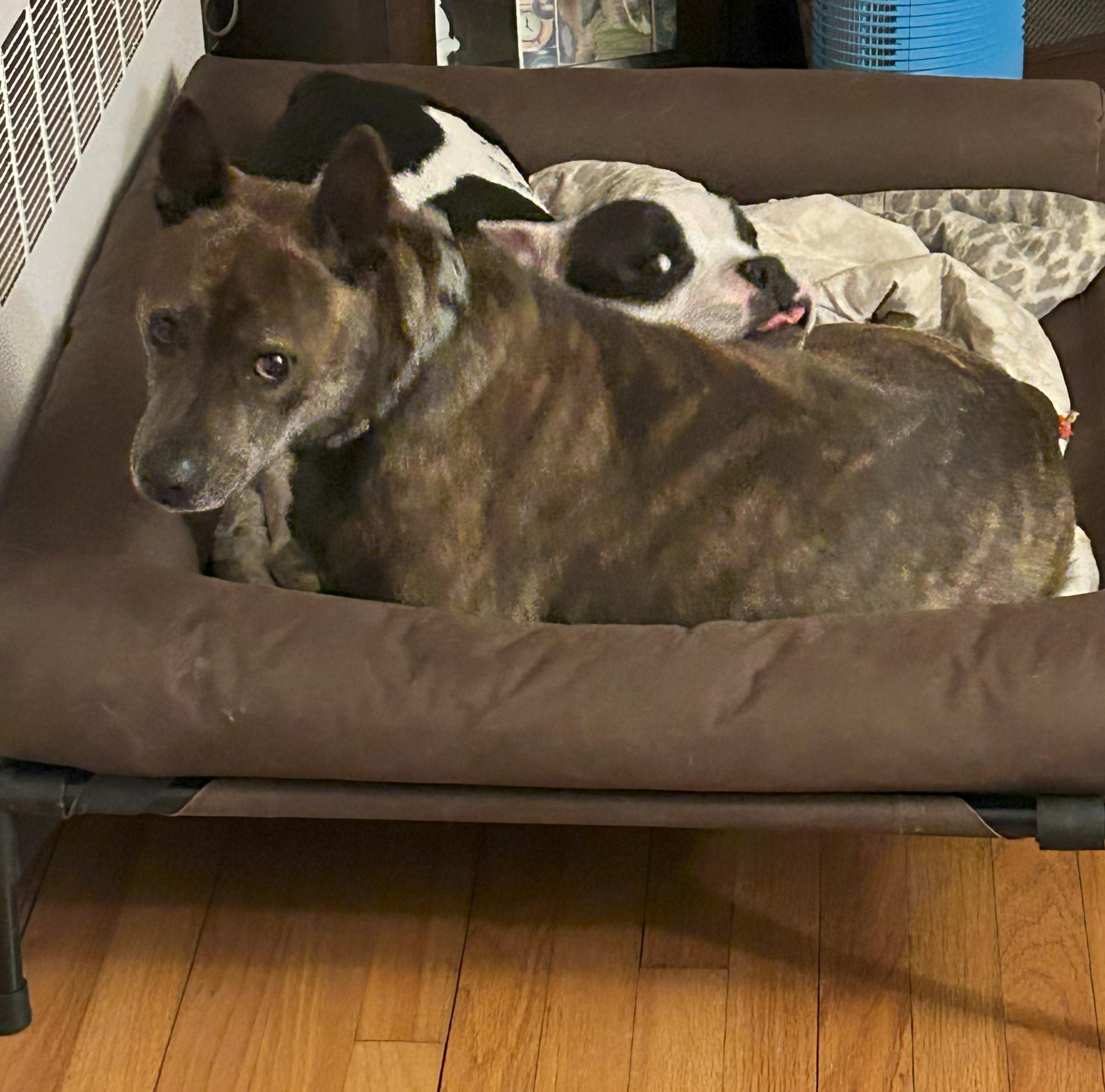 Enlarge Apple Great Hiking Buddy!  Loves the Outdoors! in Hamden CT, a Adoptable mixed breed in Danbury, CT image 3/3