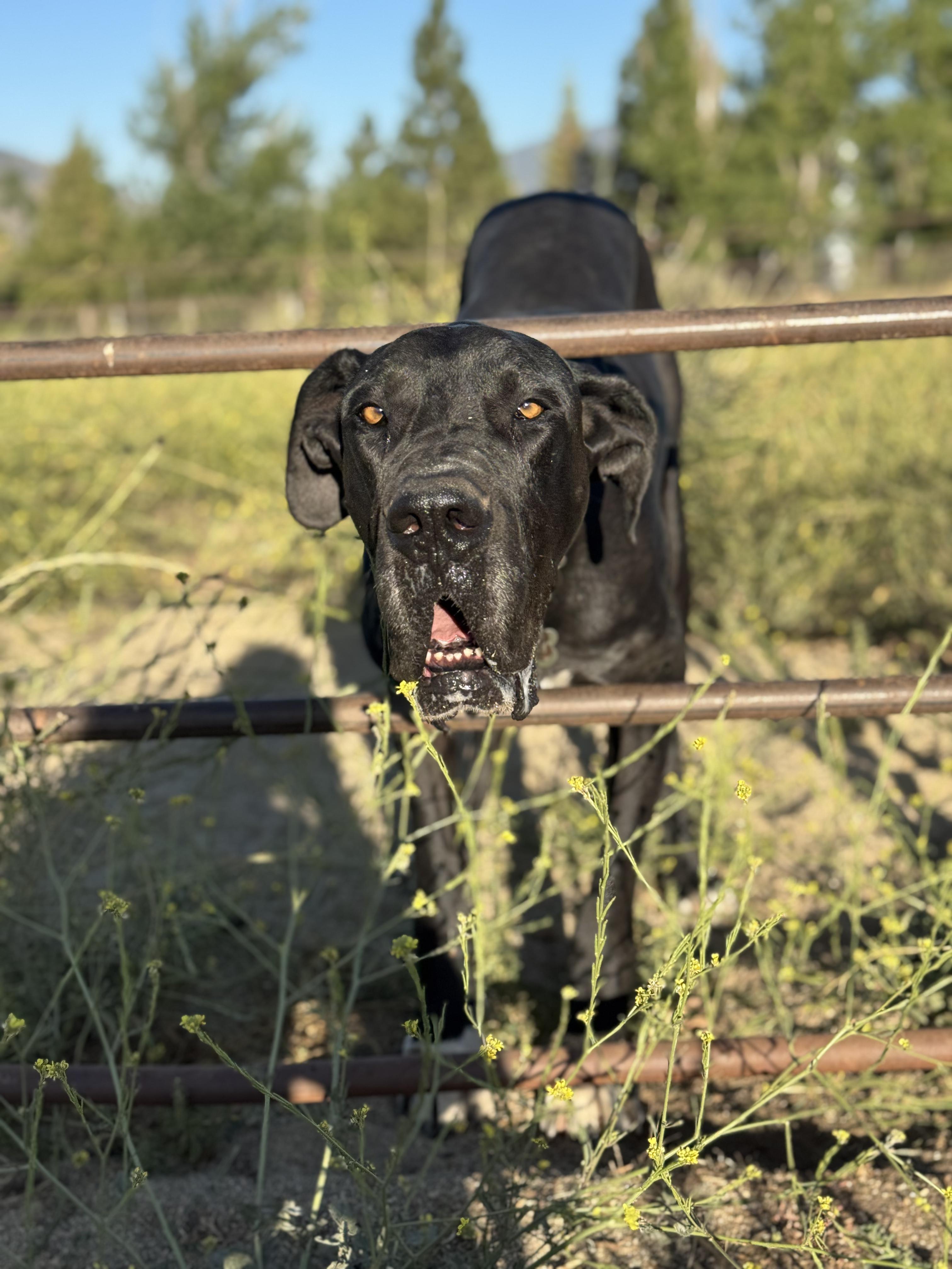 Enlarge Mr. Darcy, a Adoptable Great Dane in Frazier Park, CA image 6/6