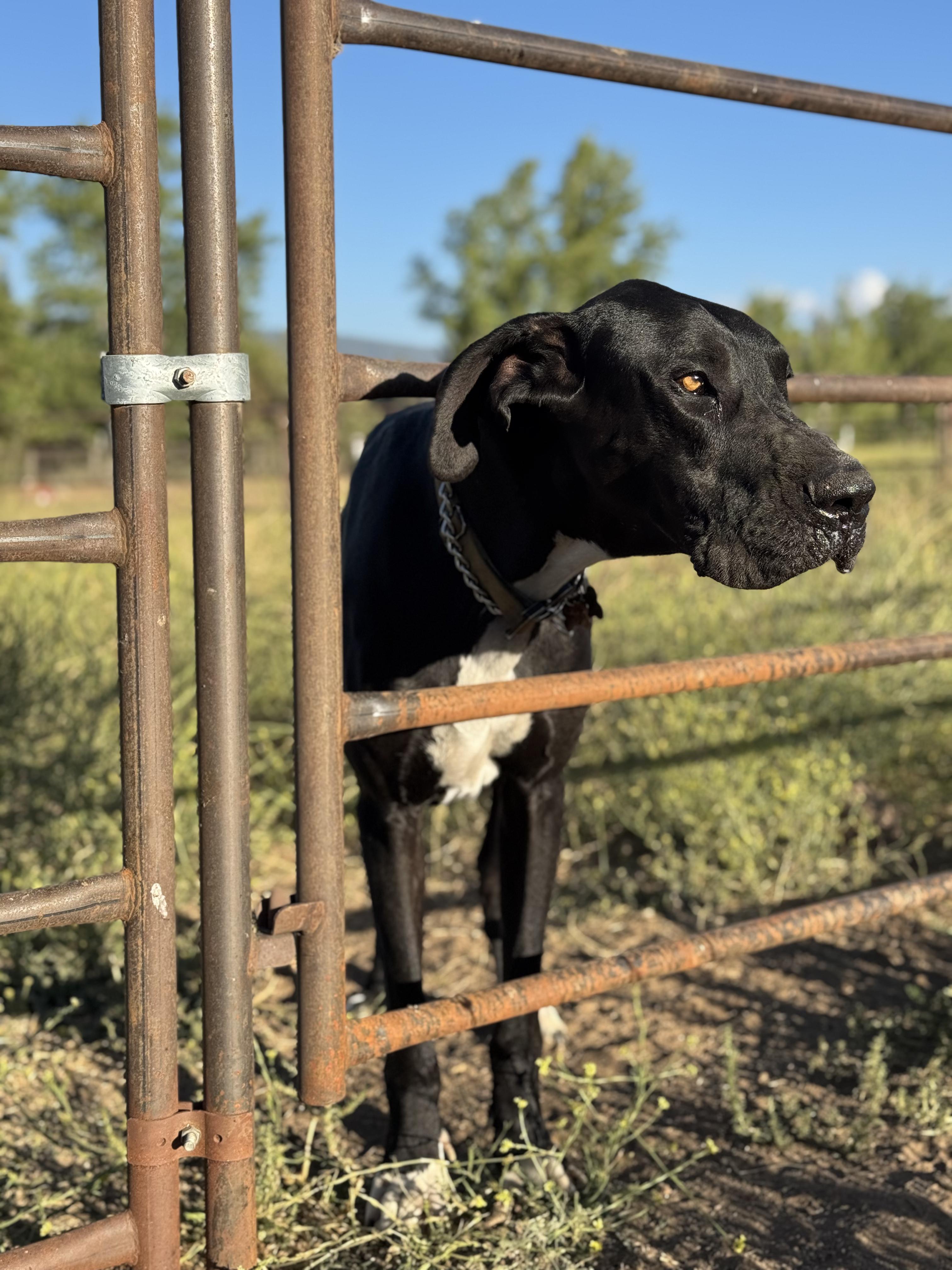 Enlarge Mr. Darcy, a Adoptable Great Dane in Frazier Park, CA image 4/6