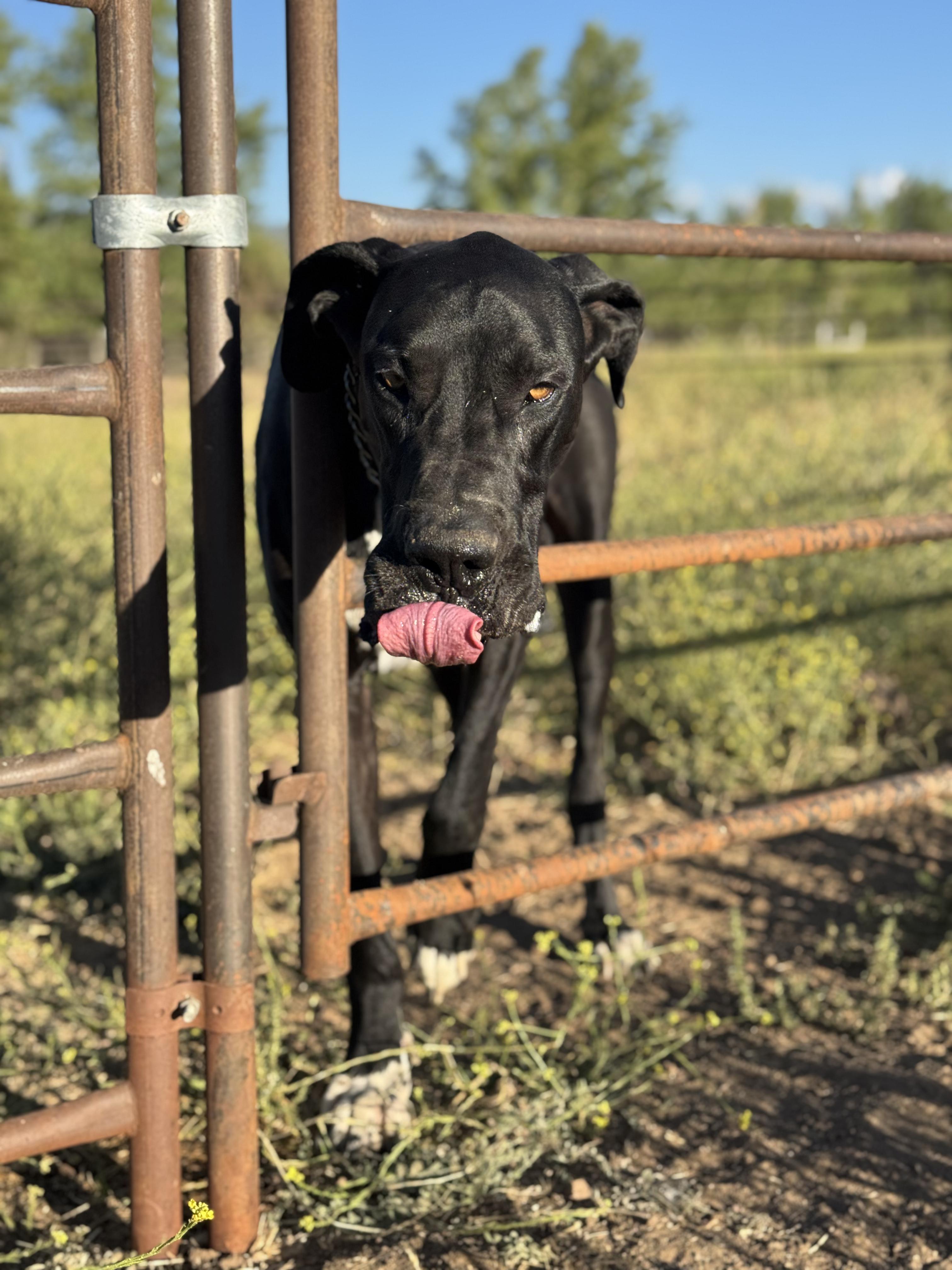 Enlarge Mr. Darcy, a Adoptable Great Dane in Frazier Park, CA image 5/6