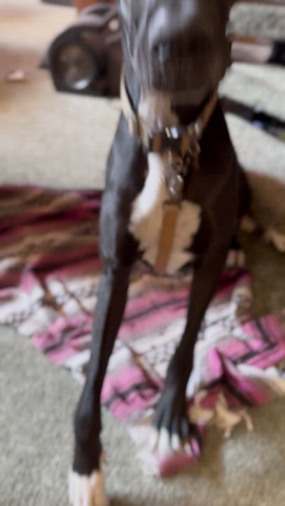 Enlarge Mr. Darcy, a Adoptable Great Dane in Frazier Park, CA video 2/6