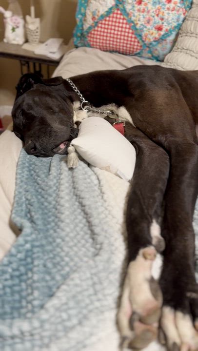 Enlarge Mr. Darcy, a Adoptable Great Dane in Frazier Park, CA video 3/6