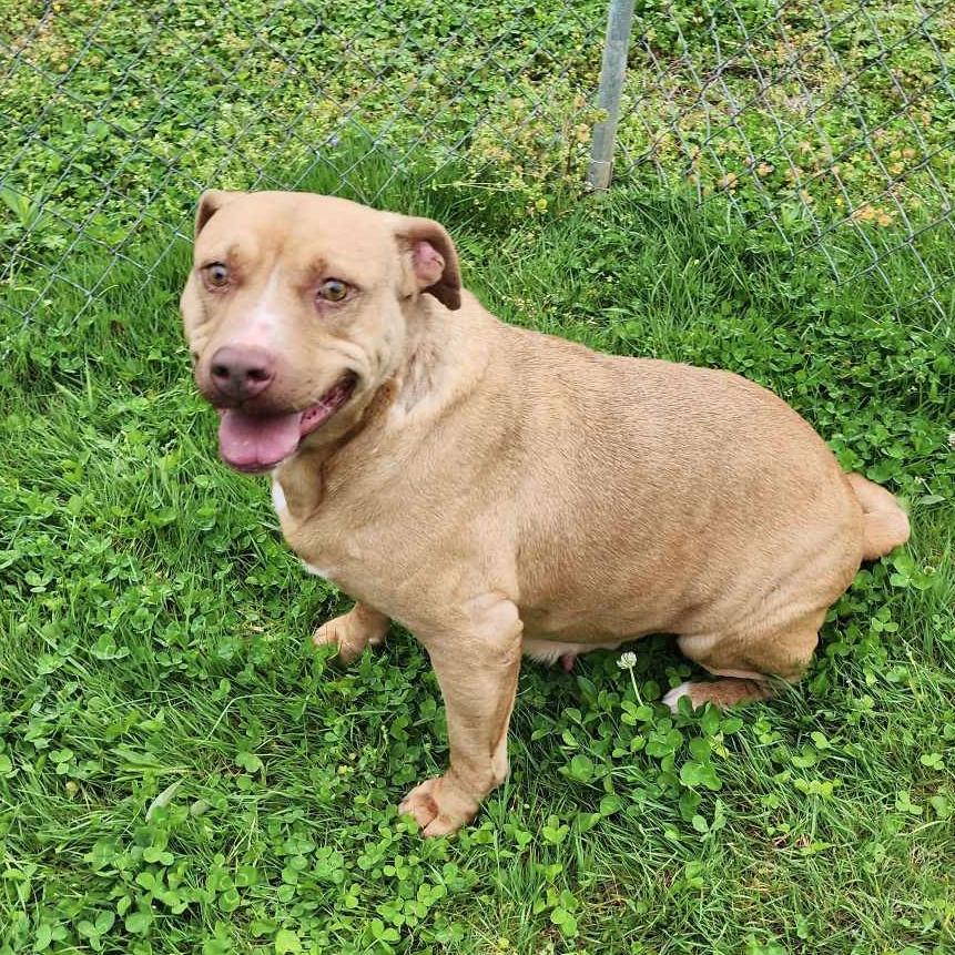 Madre, a Adoptable Mixed Breed in Boaz, AL image 1/2