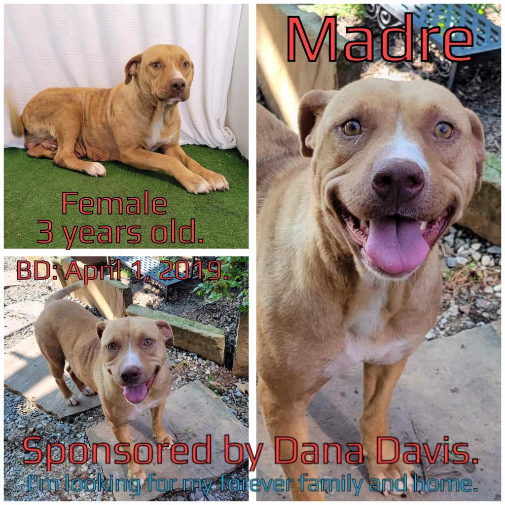 Madre, a Adoptable Mixed Breed in Boaz, AL image 2/2