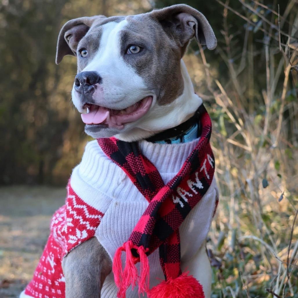 Enlarge Blitzen, a Adoptable Mixed Breed in Bangall, NY image 1/1