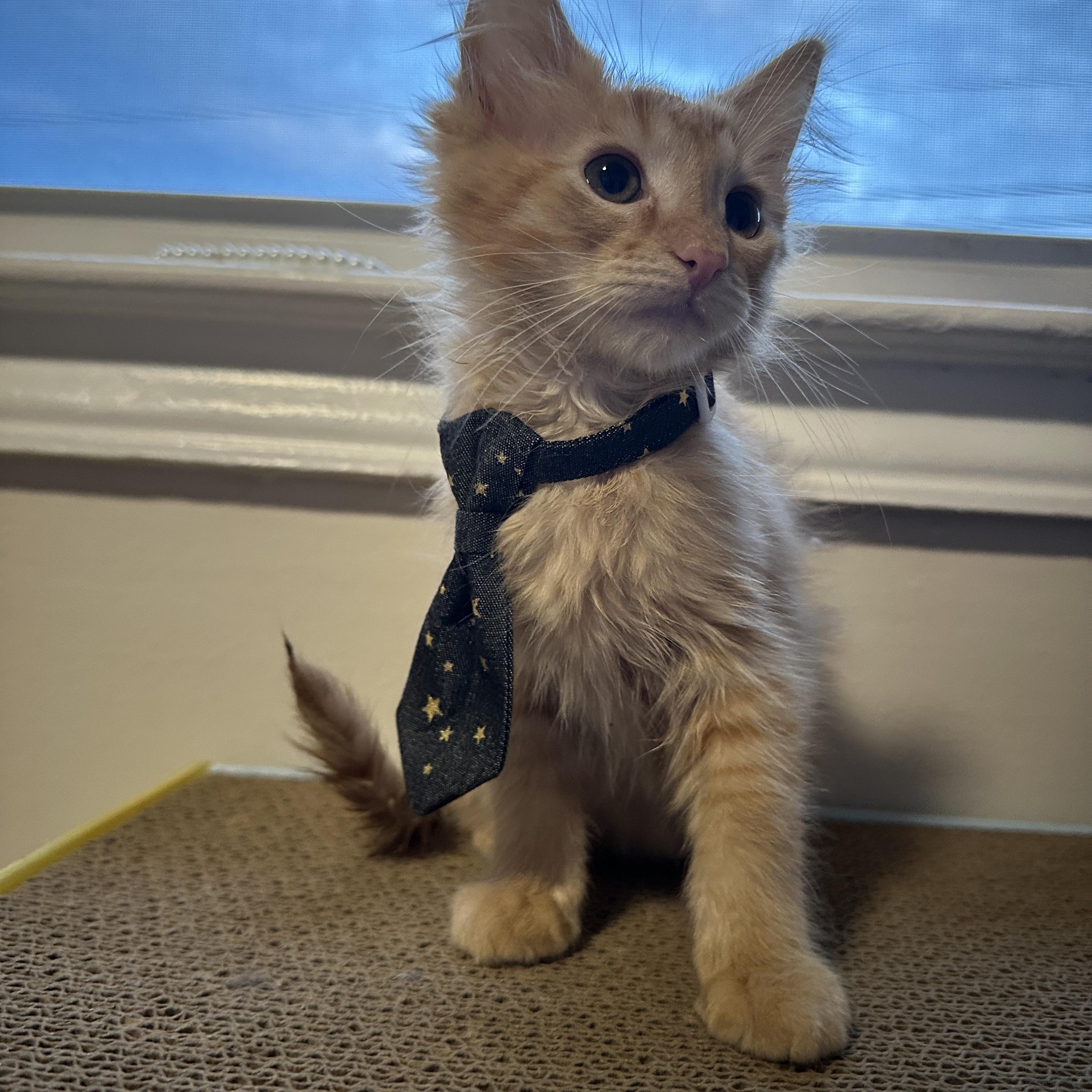 Copper, a ADOPTABLE Domestic Medium Hair in Mauldin, SC image 4/4