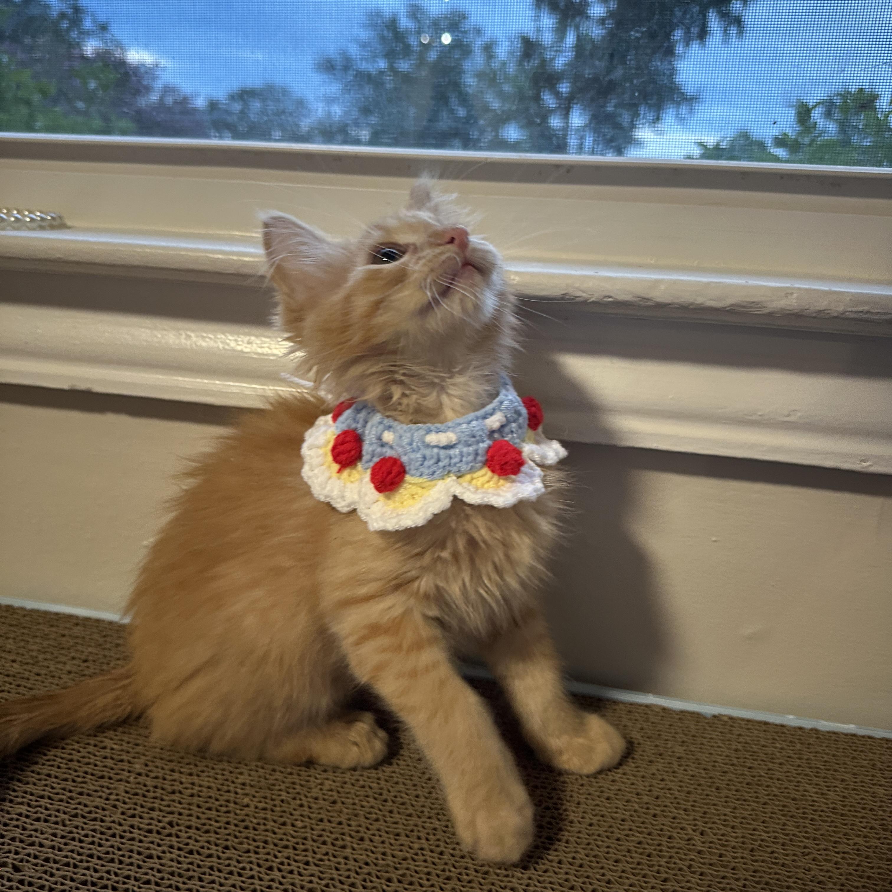 Copper, a ADOPTABLE Domestic Medium Hair in Mauldin, SC image 3/4