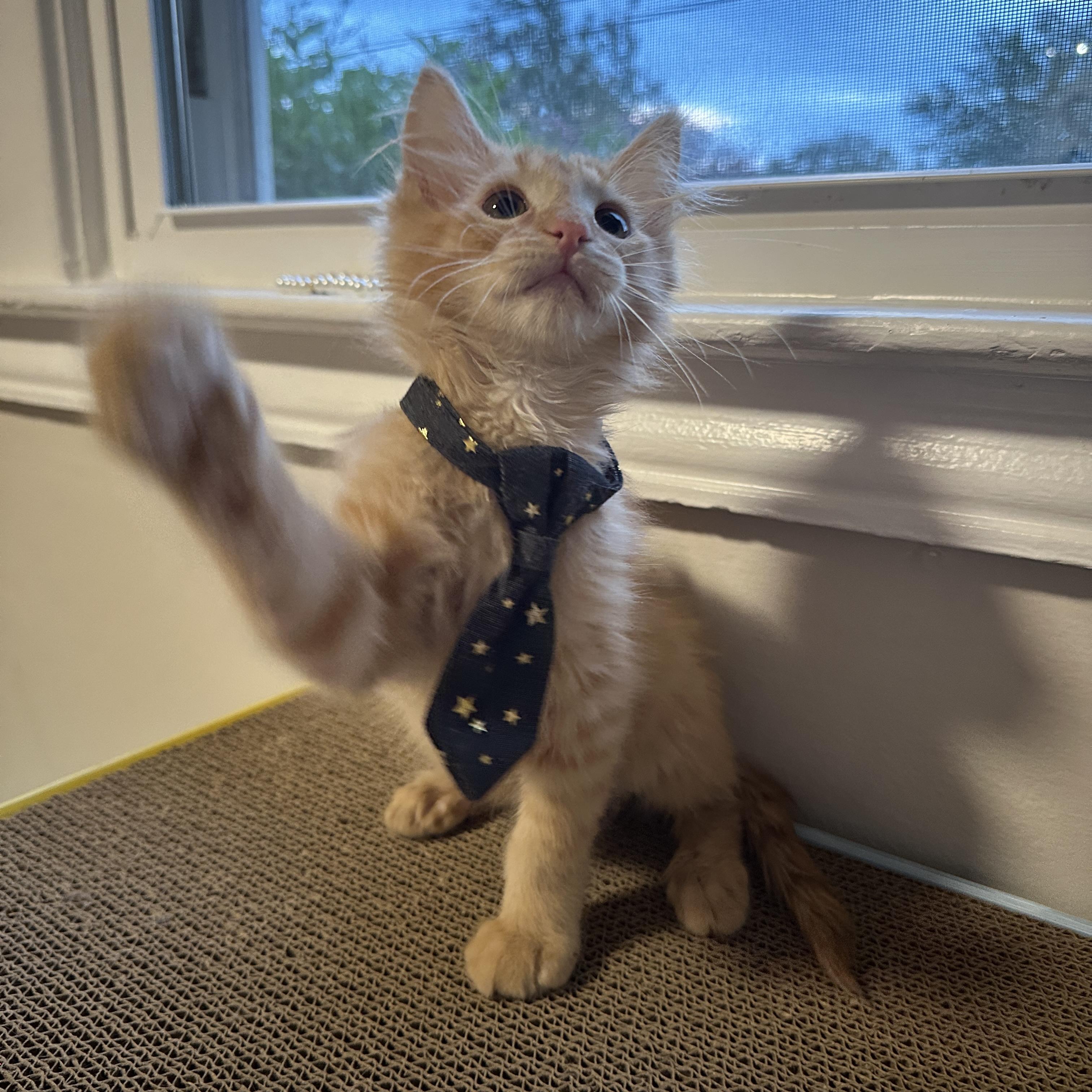 Copper, a ADOPTABLE Domestic Medium Hair in Mauldin, SC image 2/4