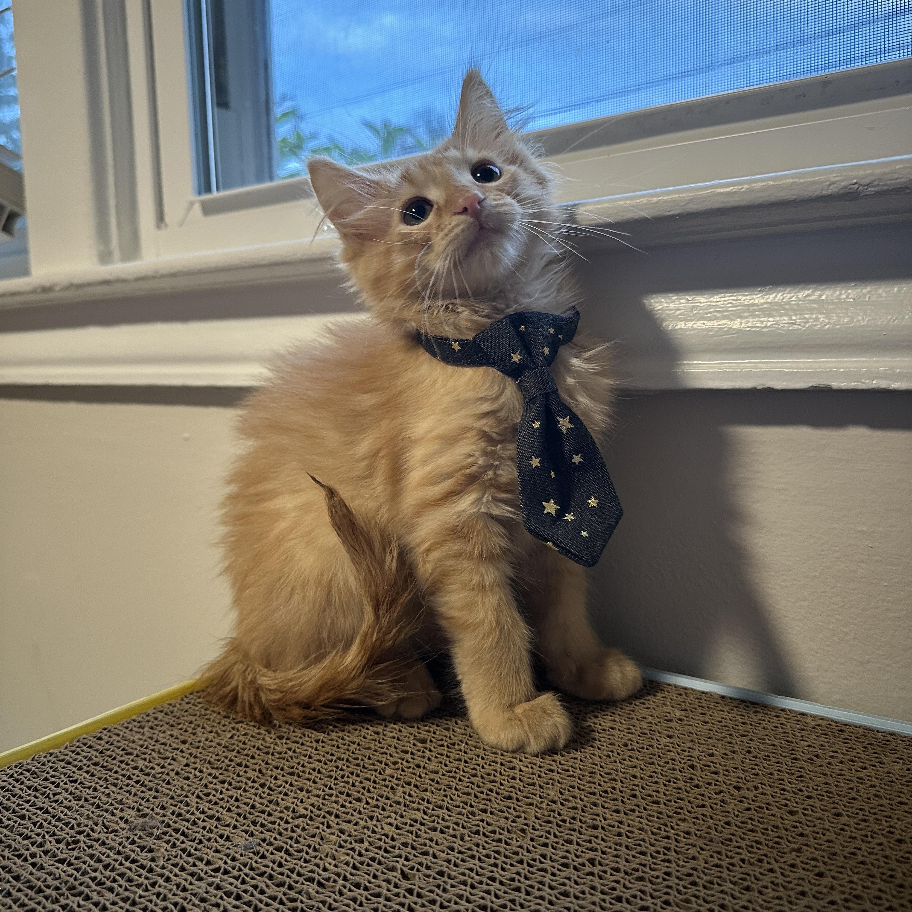 Copper, a ADOPTABLE Domestic Medium Hair in Mauldin, SC image 1/4