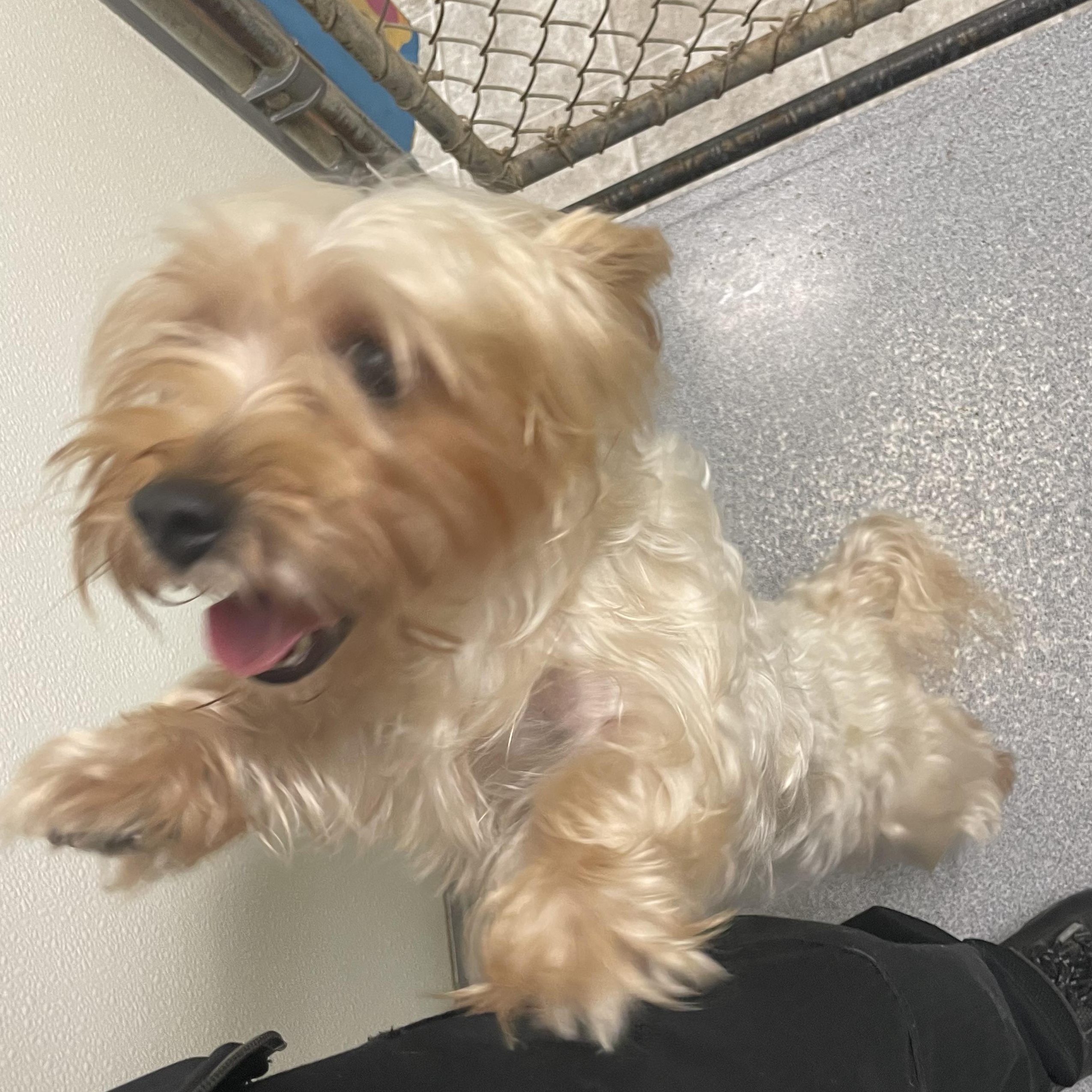 Susie, an adopted mixed breed in Greenbelt, MD image 2/5